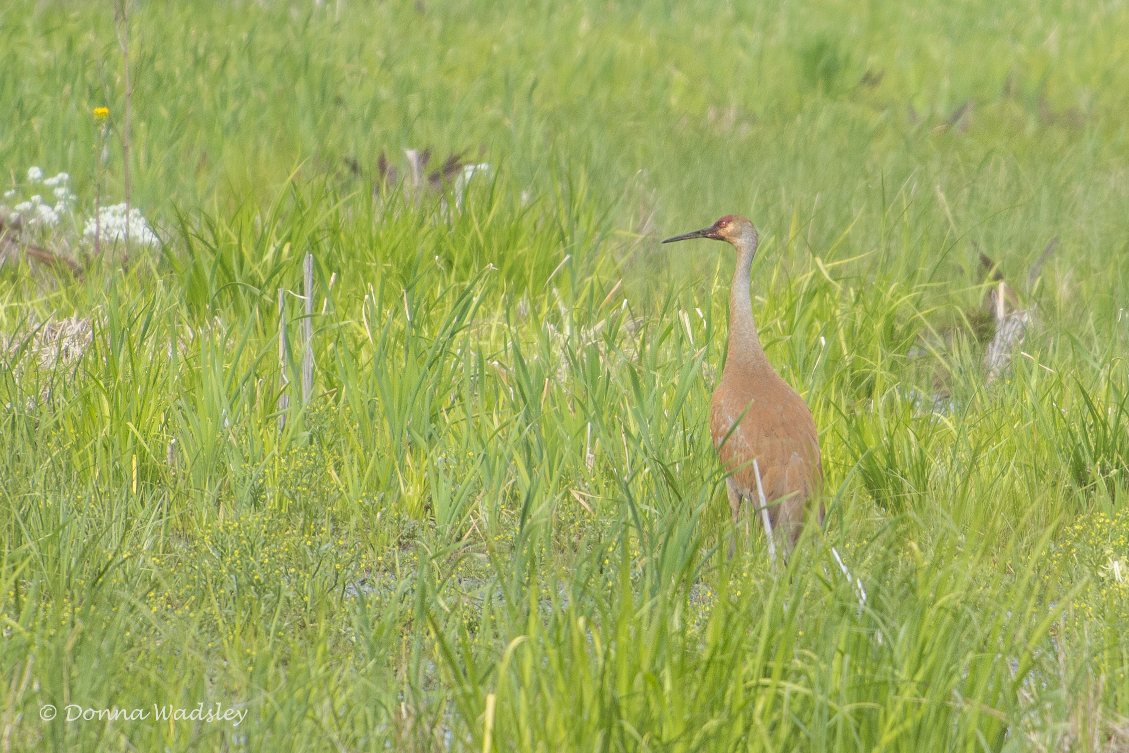 DSC_7024-1 51621