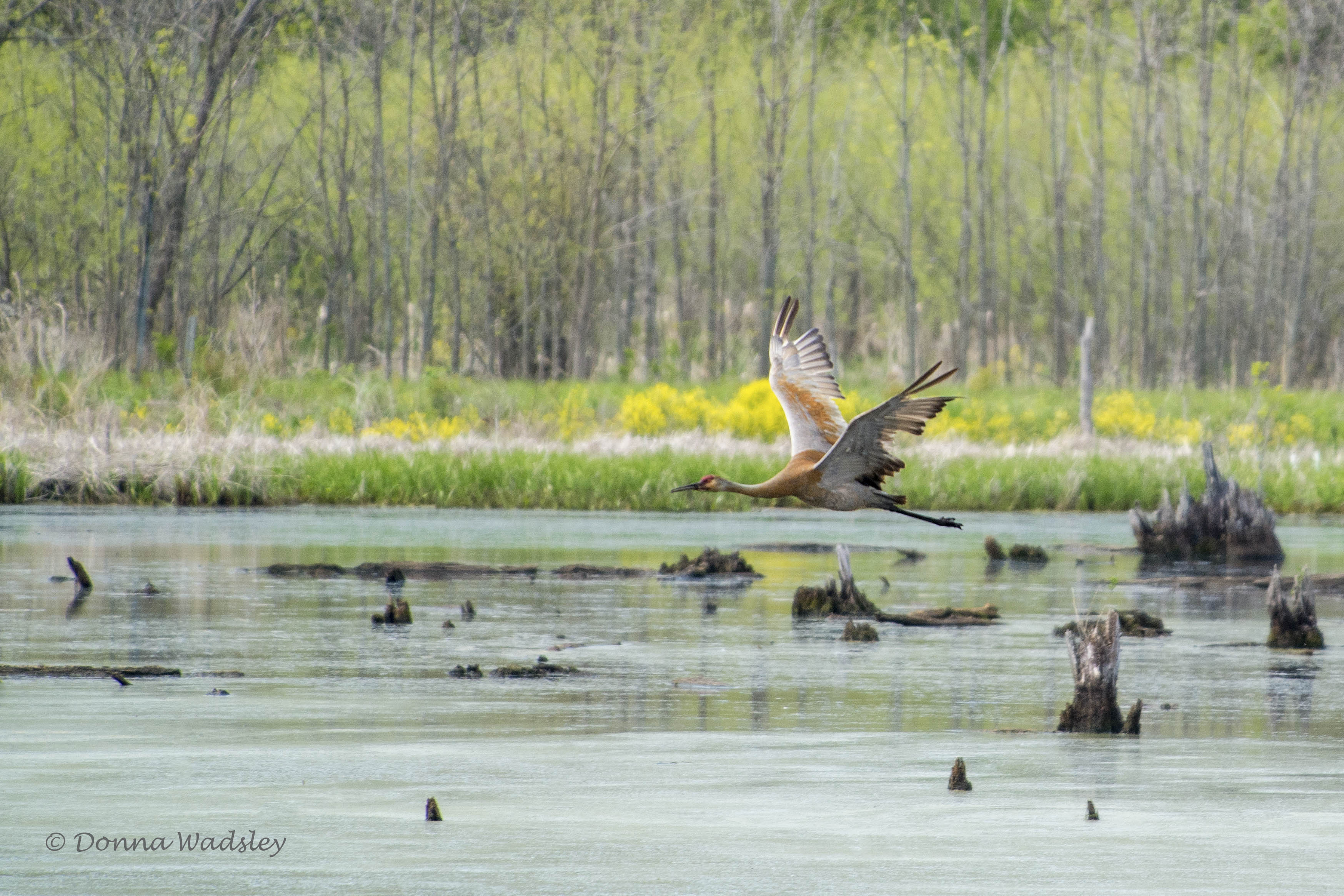 DSC_7040-1 51621
