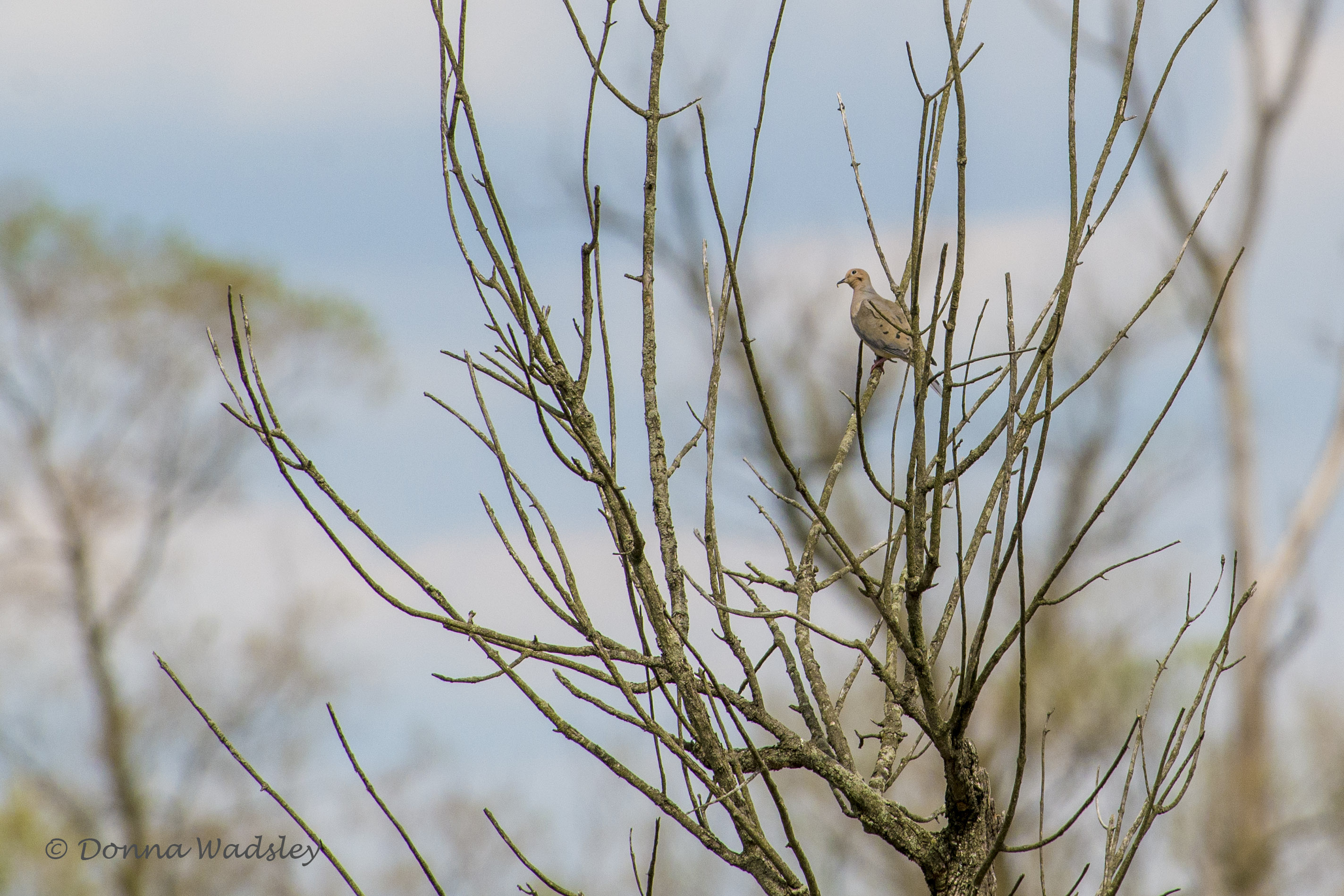 DSC_7093-1 51621