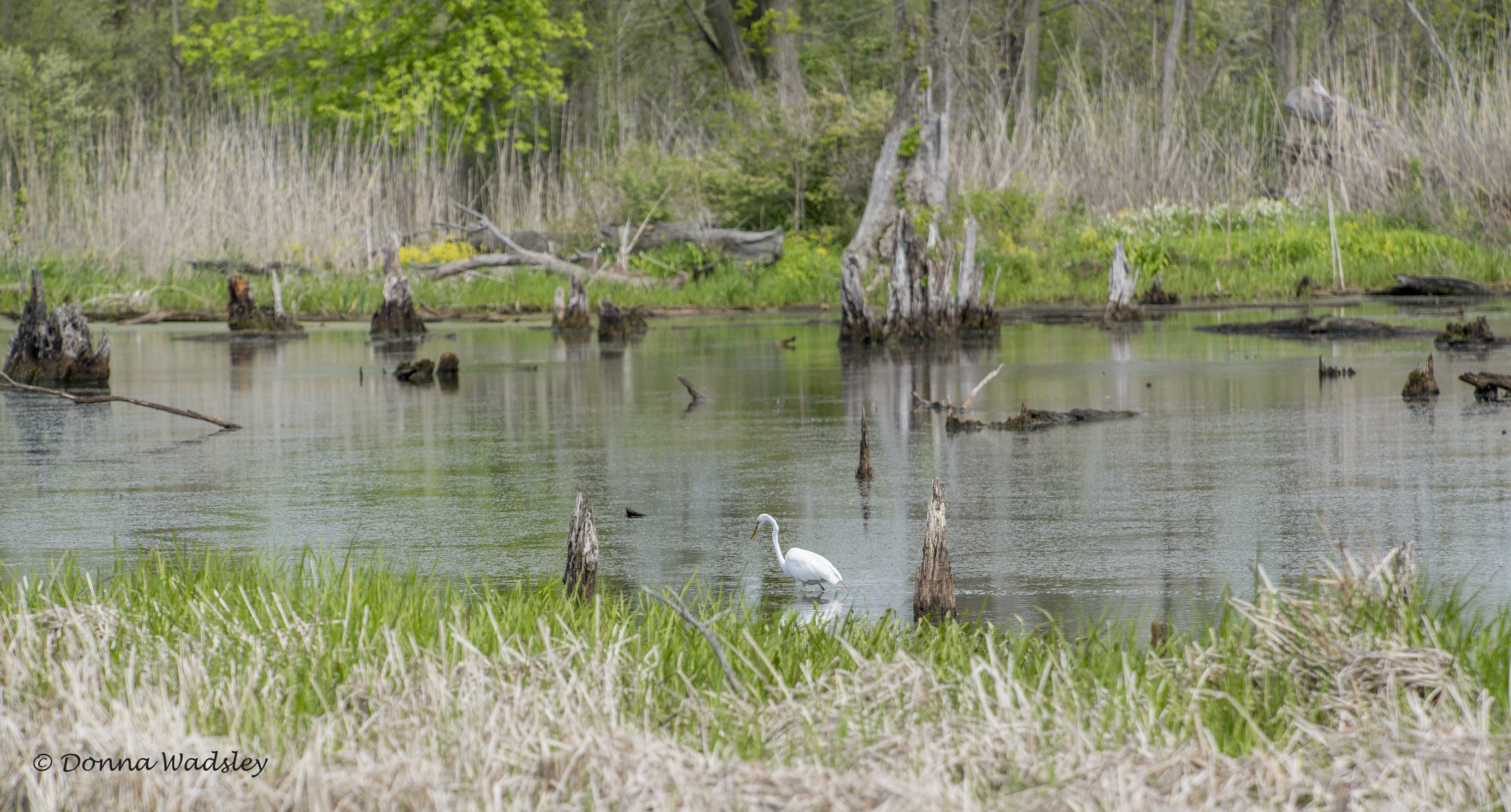 DSC_7103-1 51621