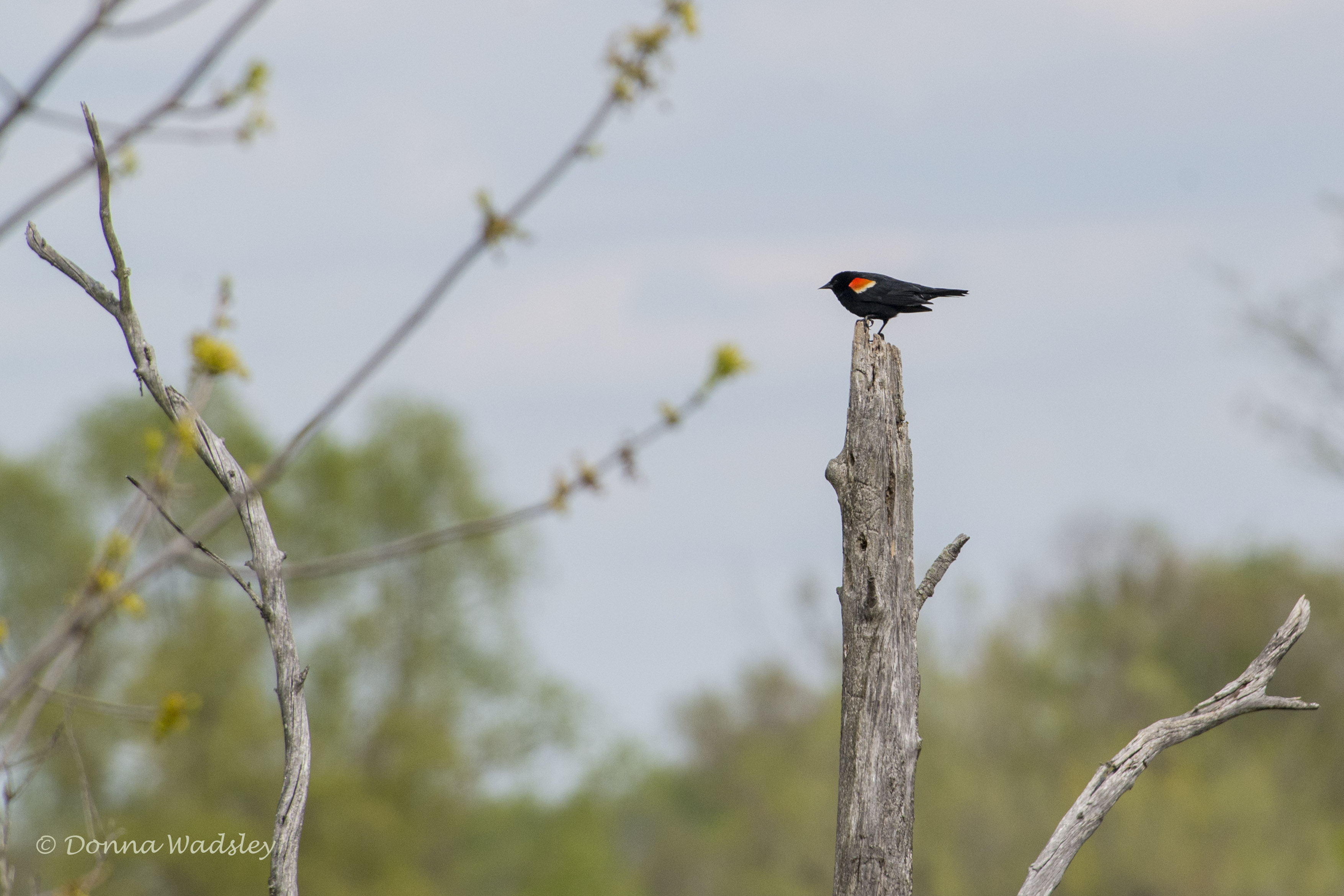 DSC_7105-1 51621