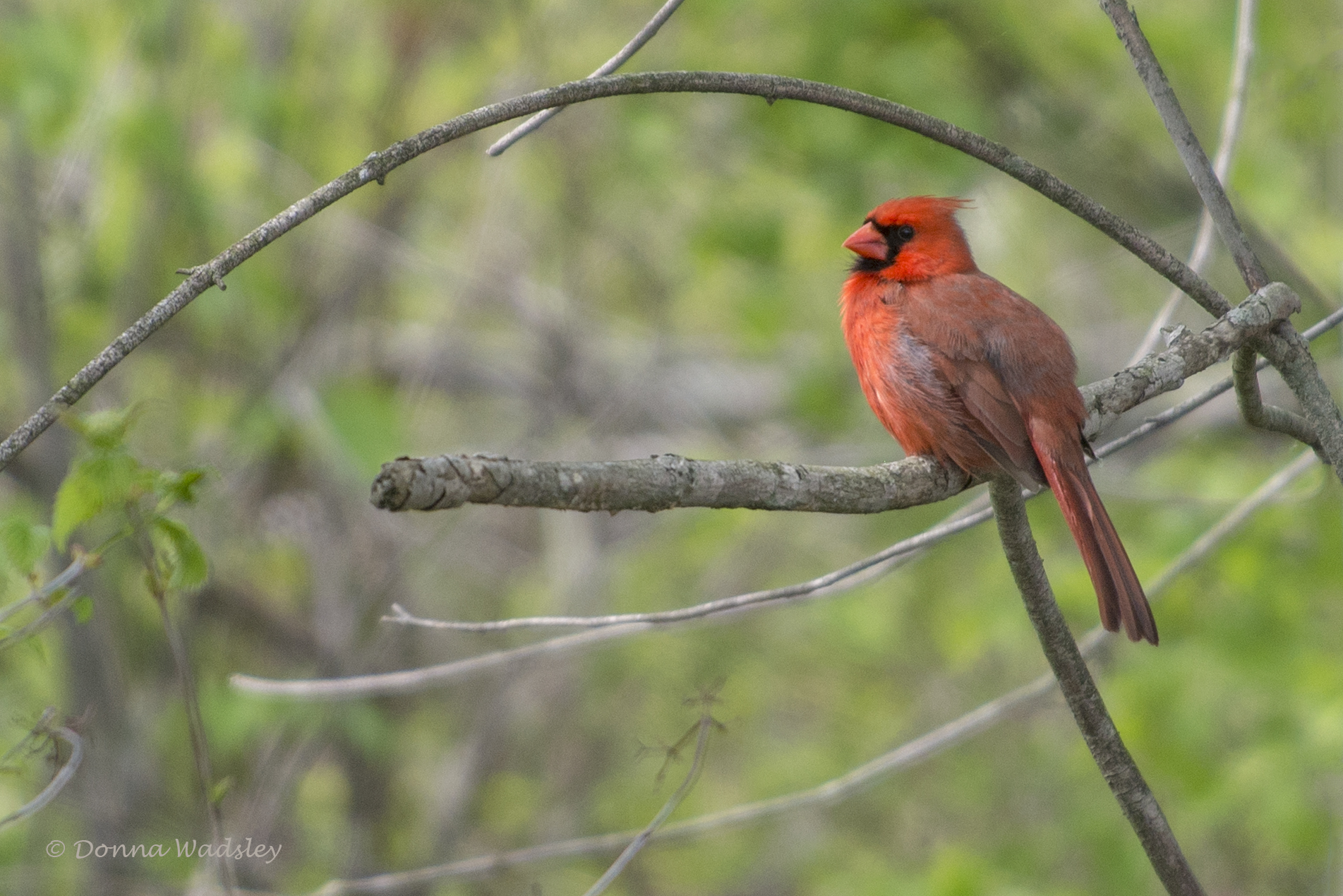 DSC_7132-1 51621
