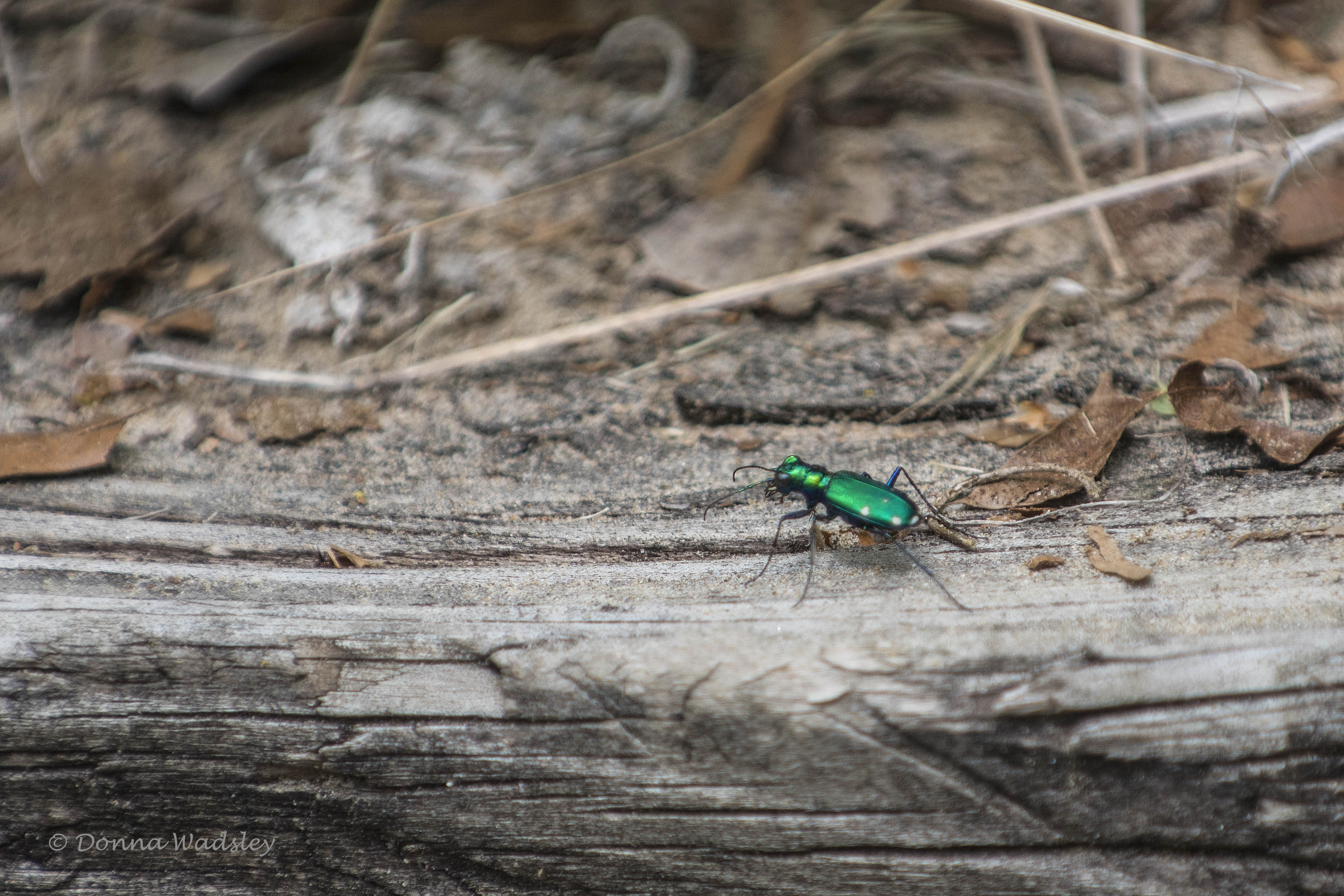 DSC_5639-1 51621 6spotted tiger beetle