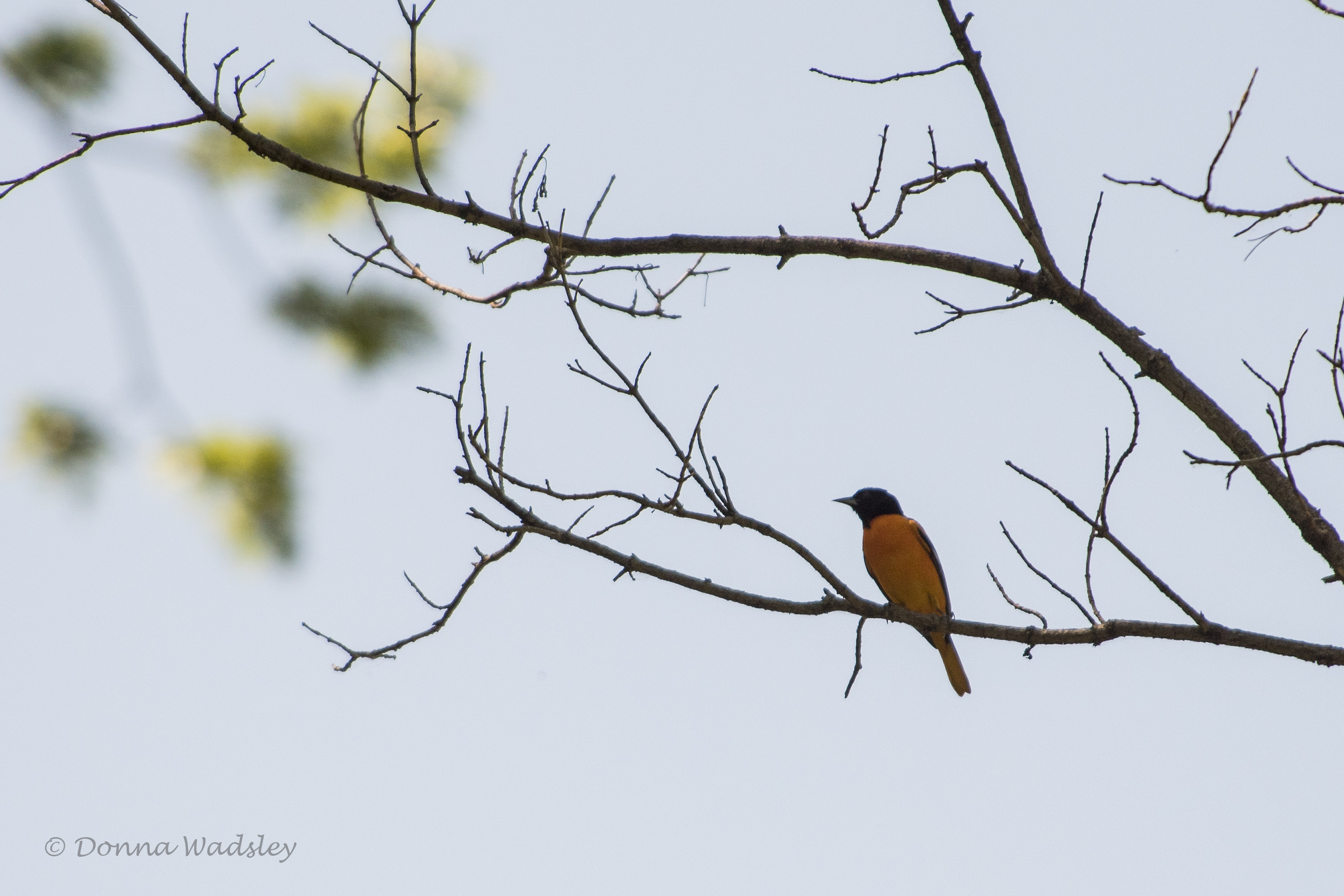 DSC_6283-1 52621 Balt