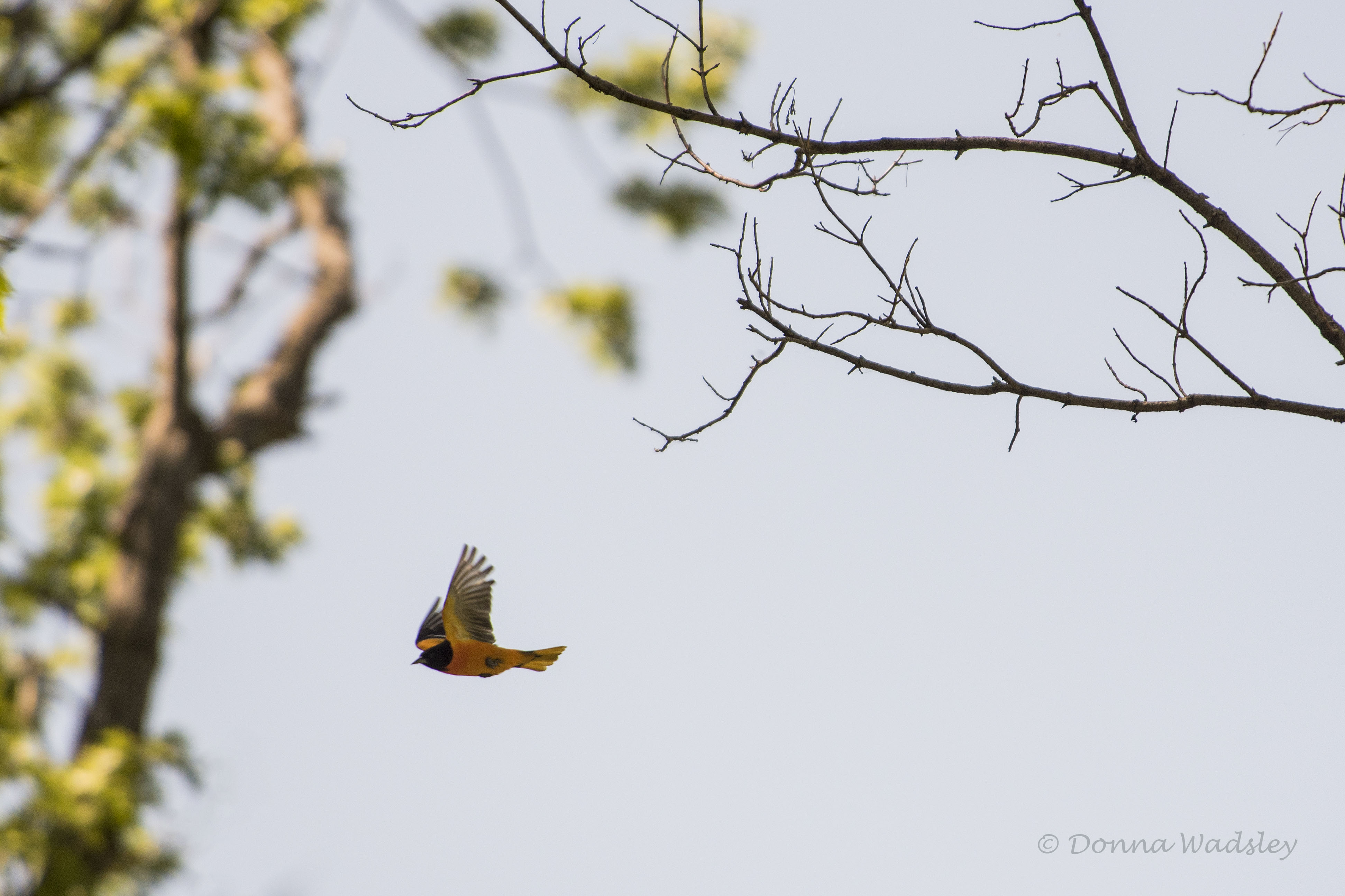 DSC_6287-2 52621 Balt