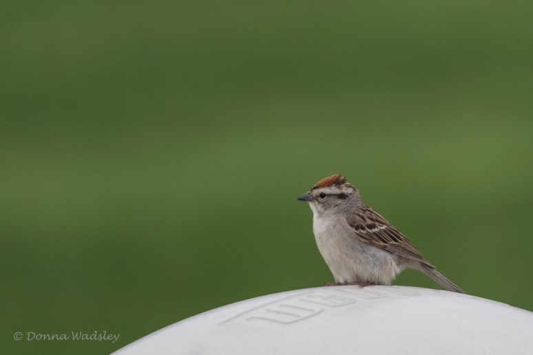 DSC_6461-1 52621 chipping