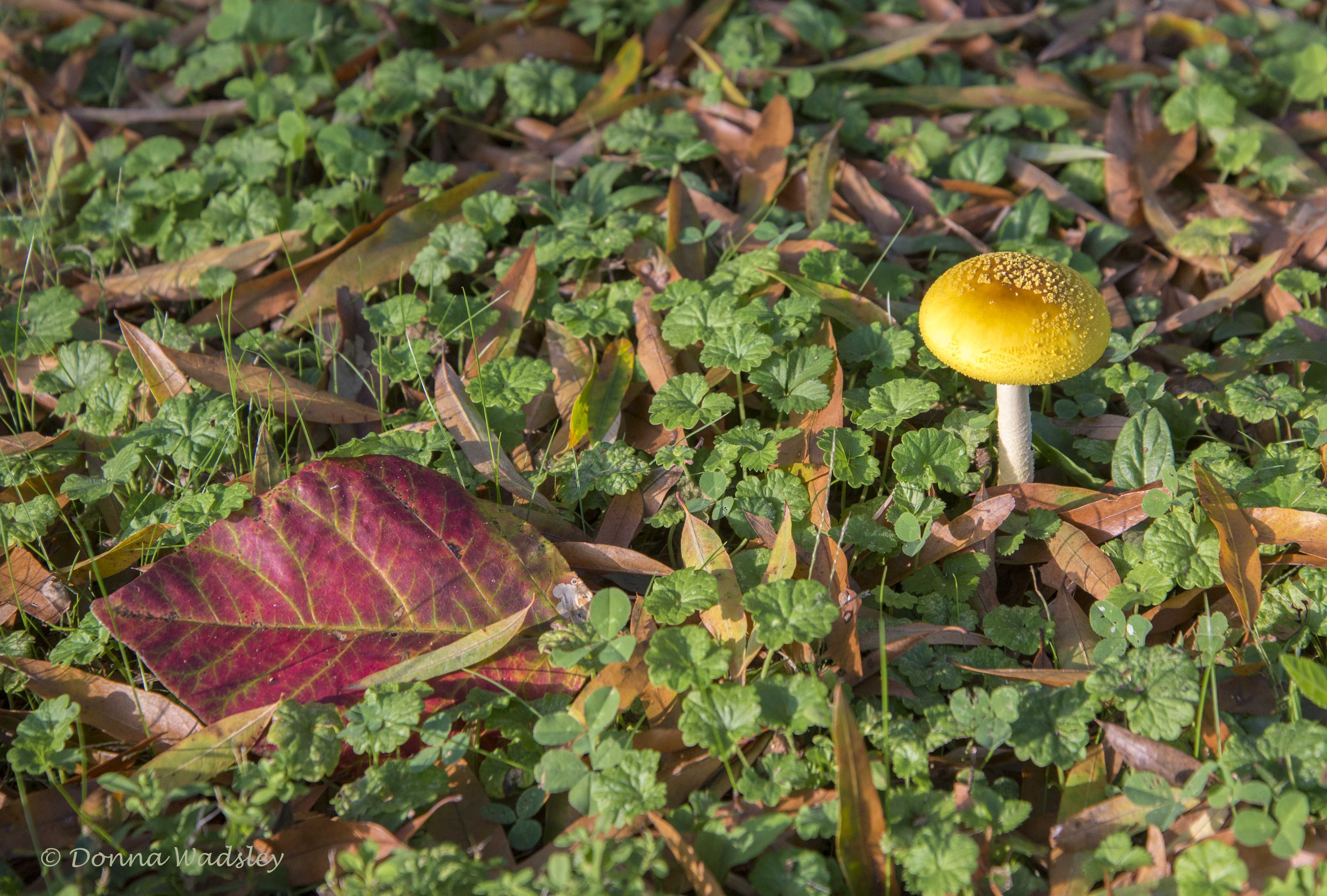 DSC_2080-1 101421