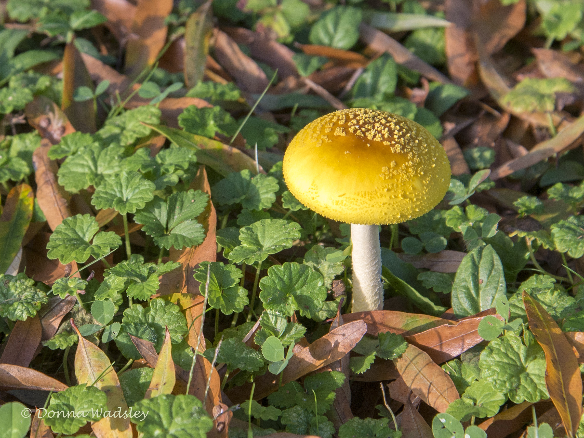 DSC_2080-2 101421
