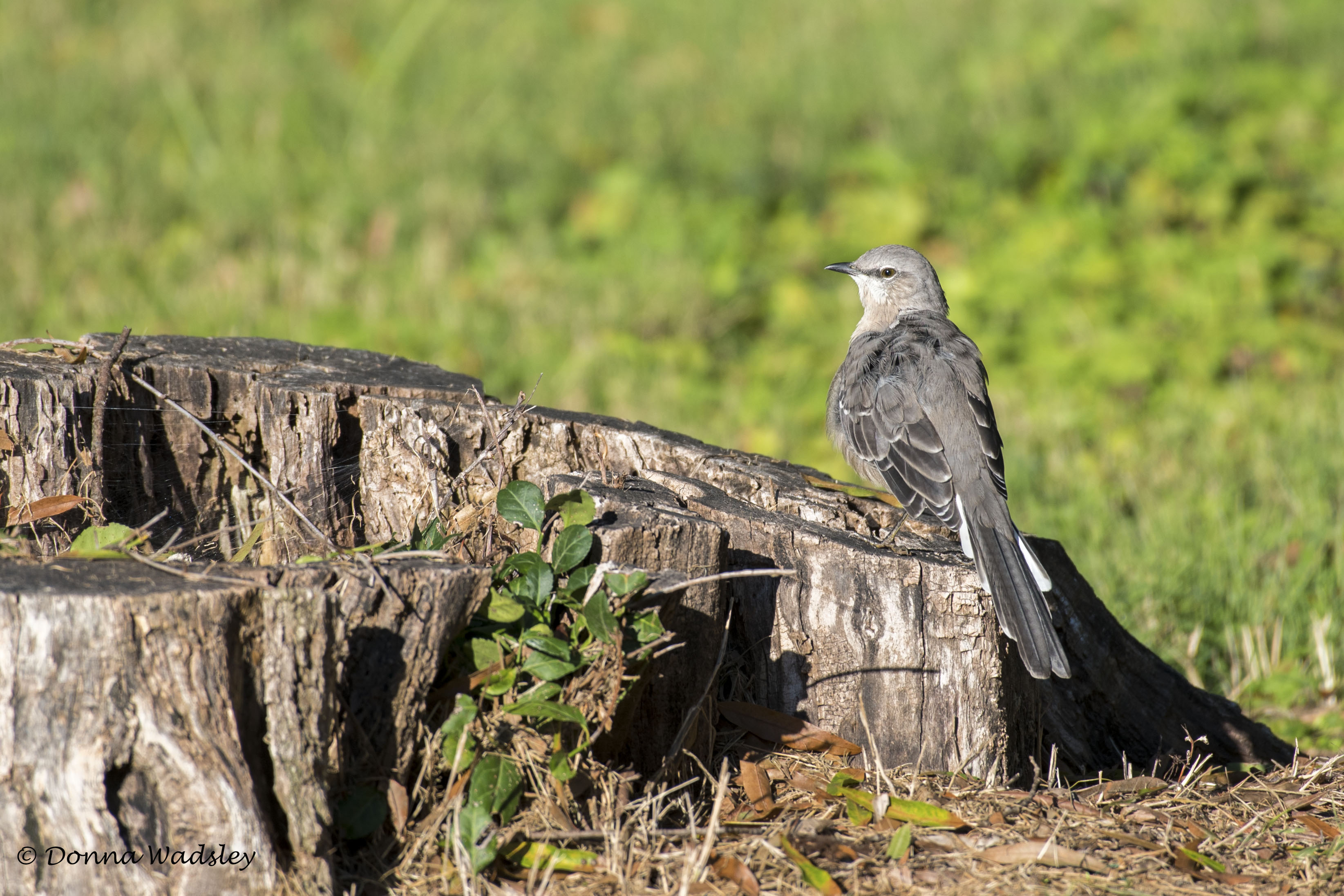 DSC_2376-1 92021