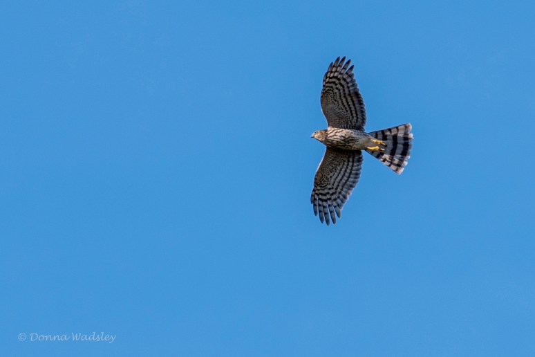 DSC_2390-1 102021 coop or shrp