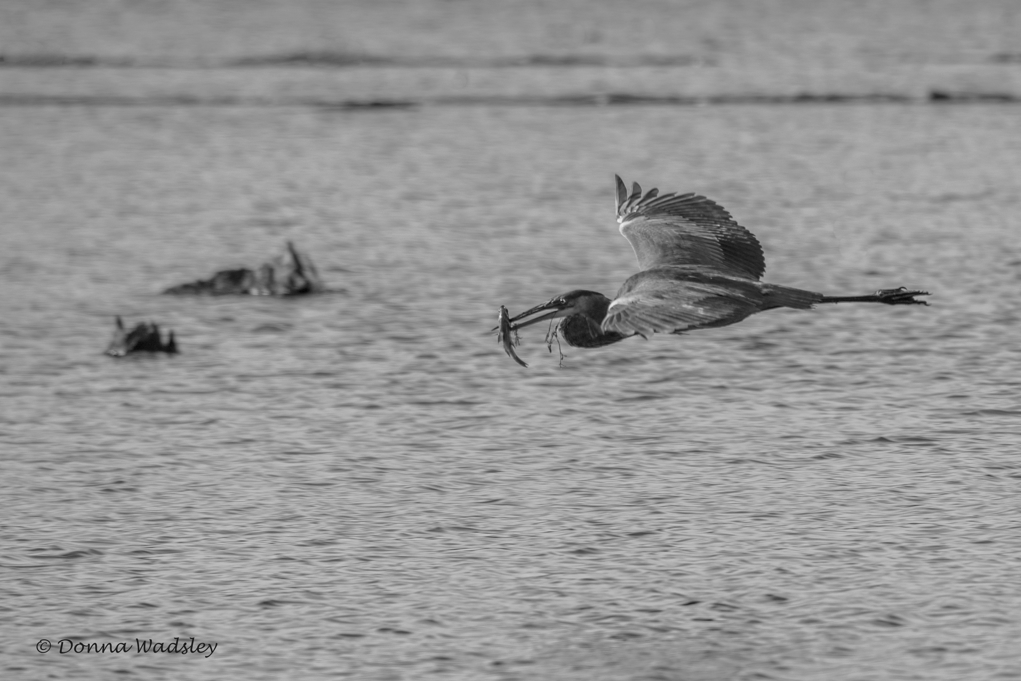 DSC_2645-1 92021
