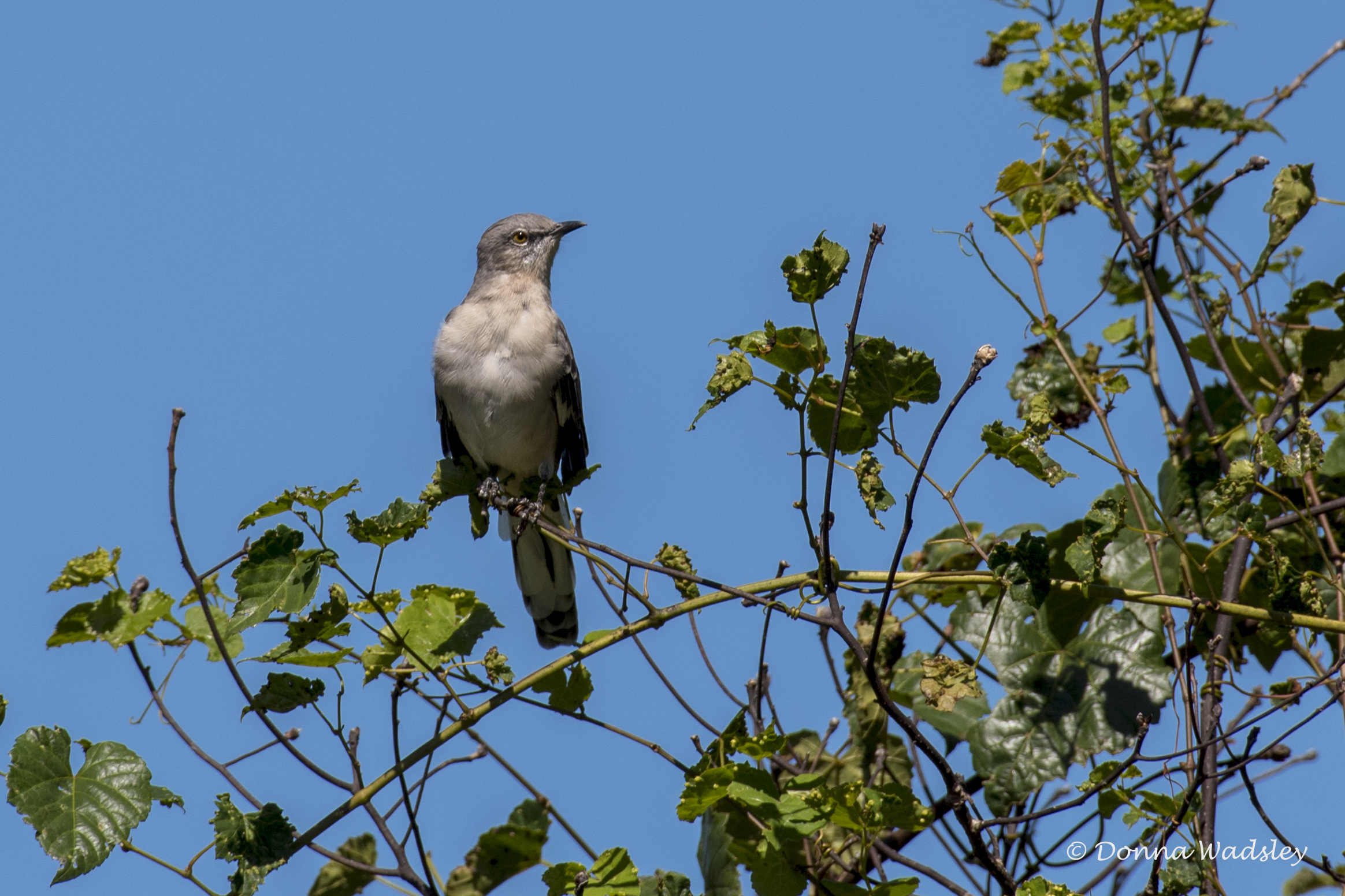 DSC_4136-1 92721