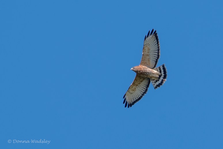 DSC_4945-1 100121 broad