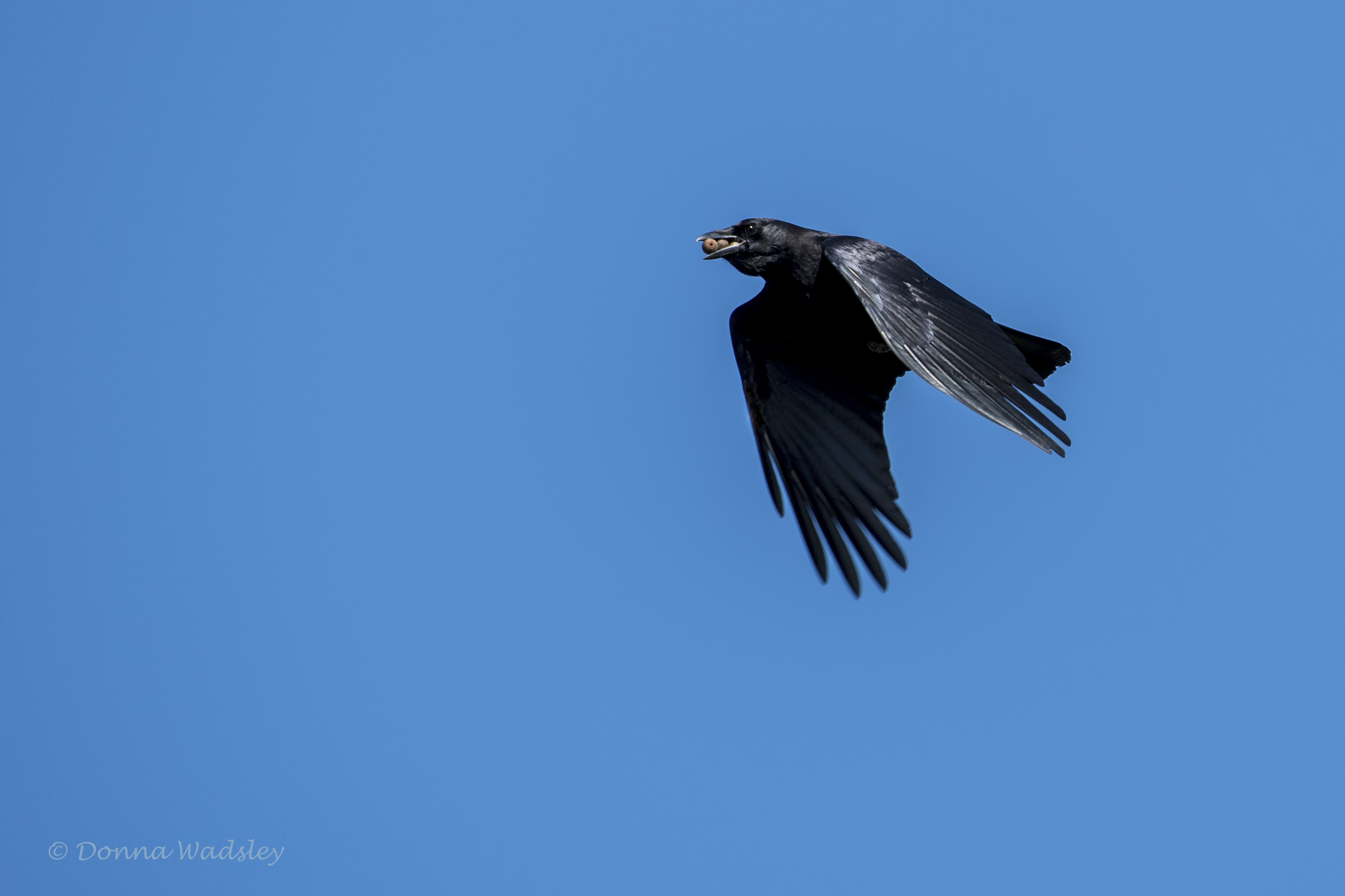 DSC_6150-1 102121