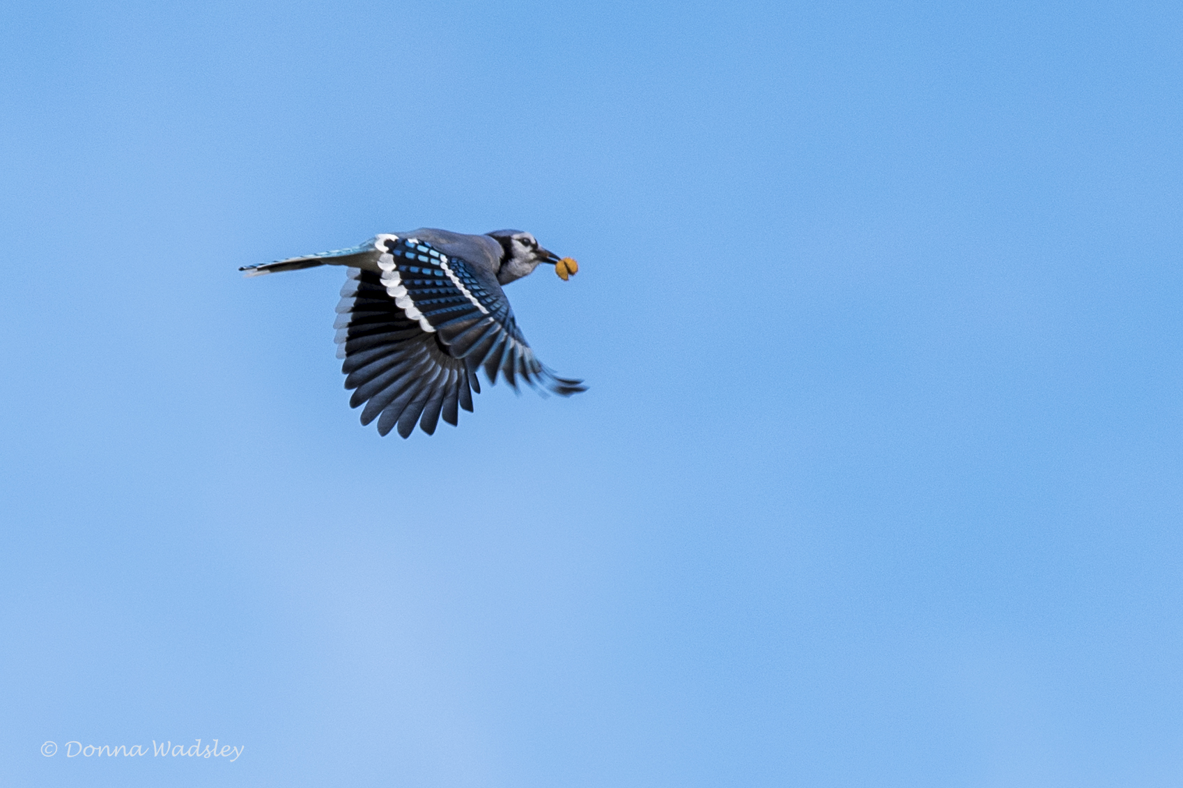 DSC_6224-1 102221
