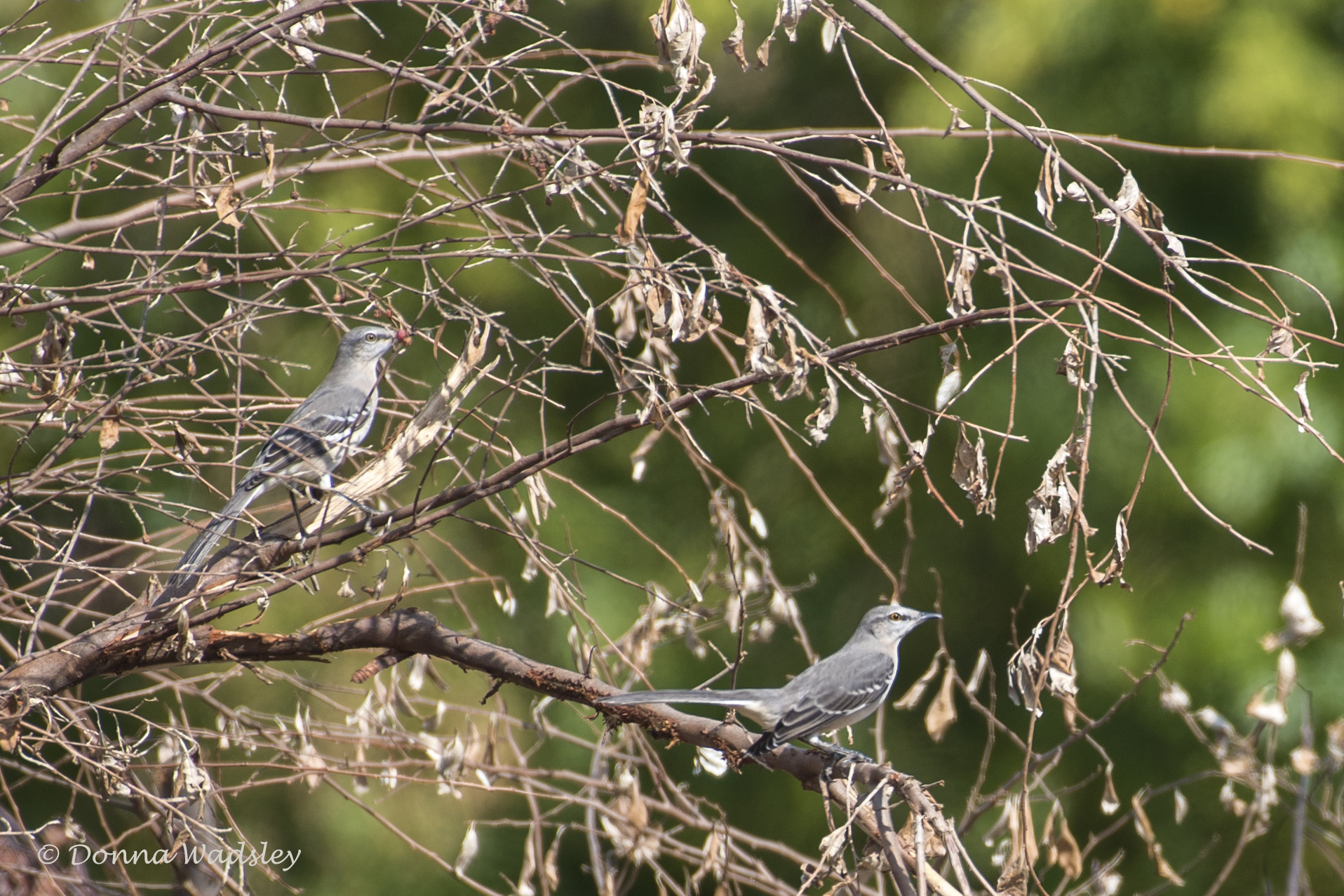 DSC_6489-1 102221