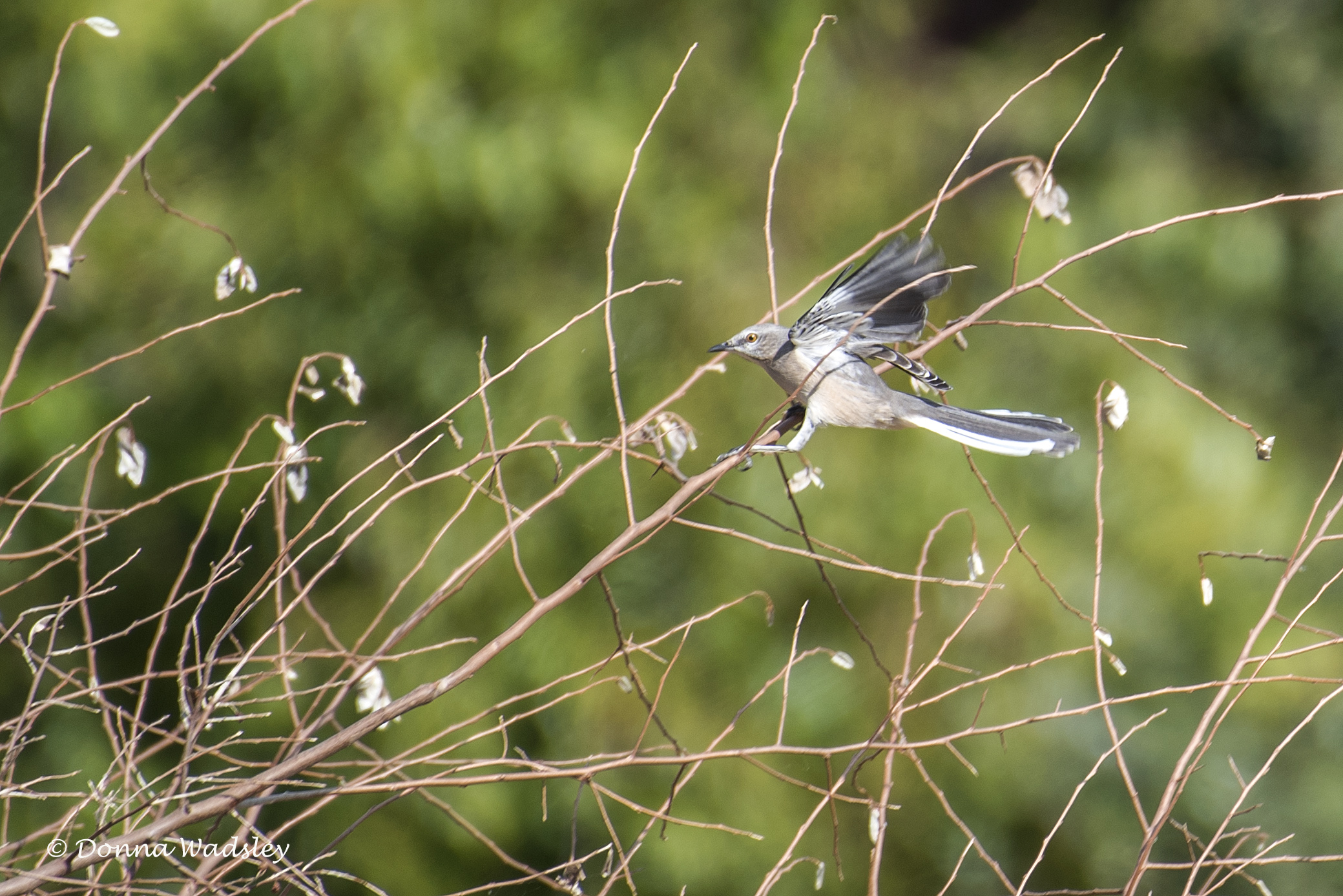 DSC_6500-1 102221