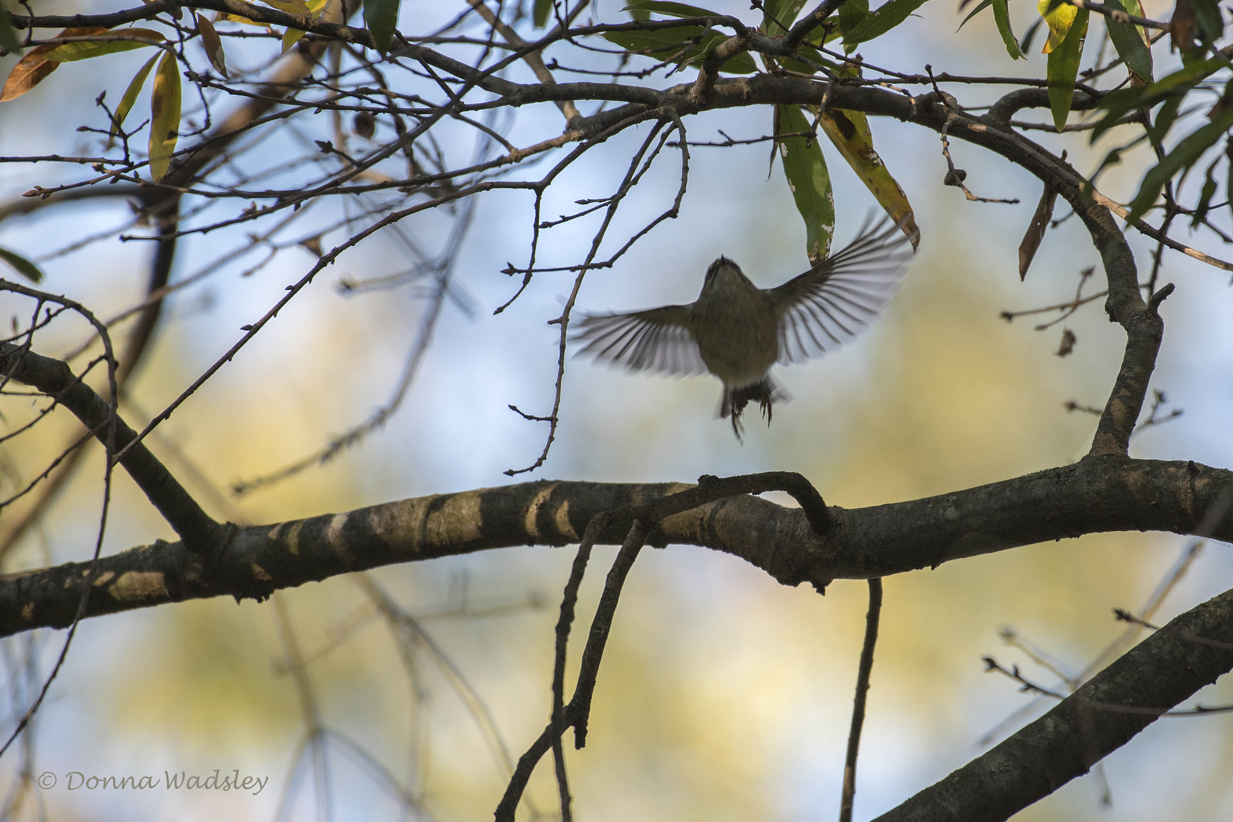 DSC_6683-1 102421GCKing