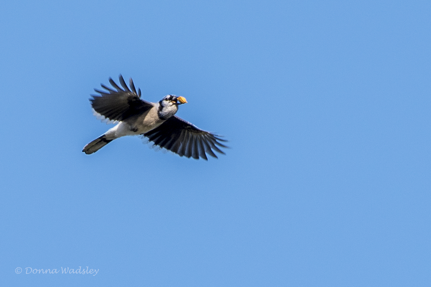DSC_6893-1 102821
