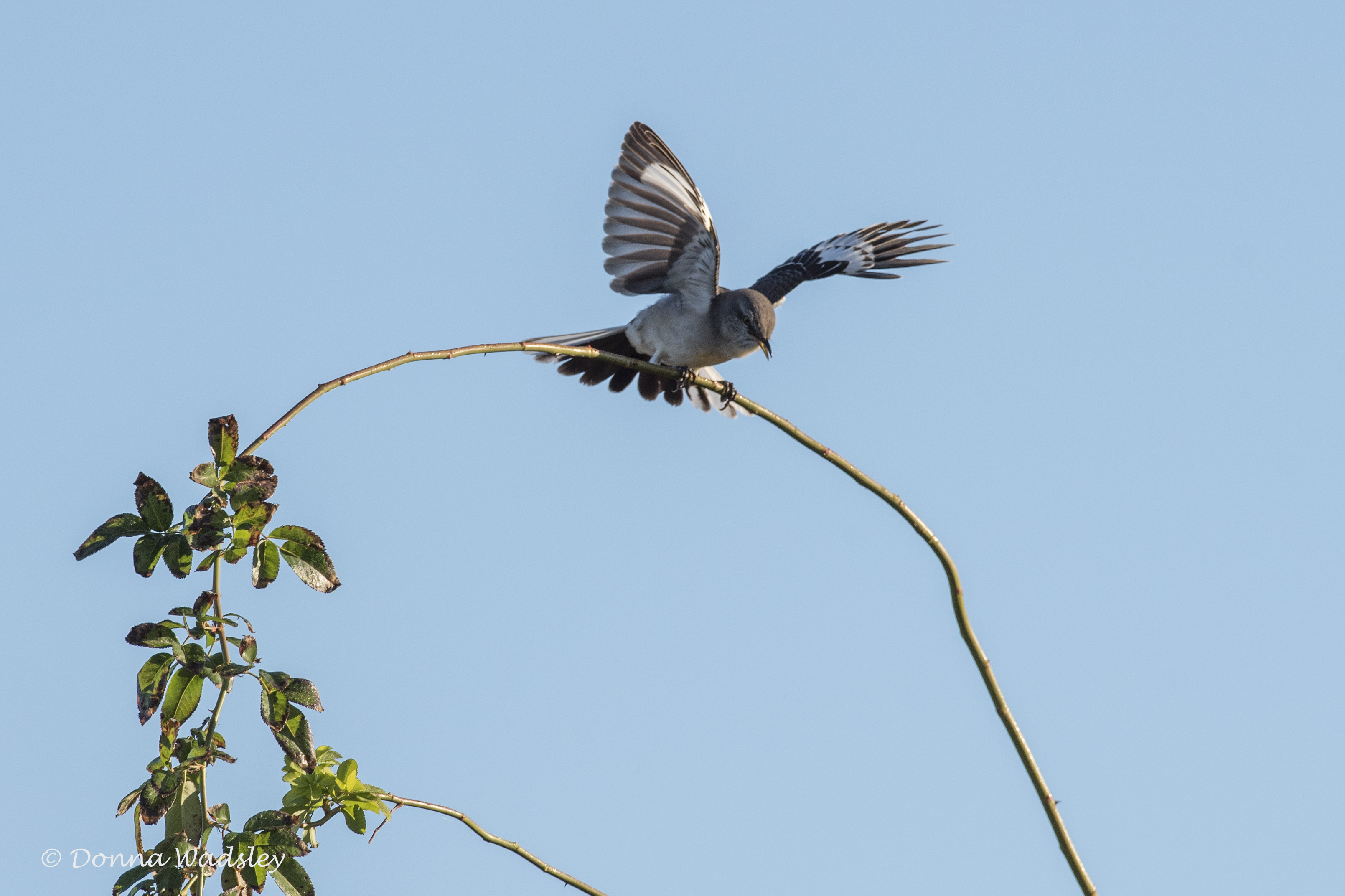 DSC_6905-1 102821