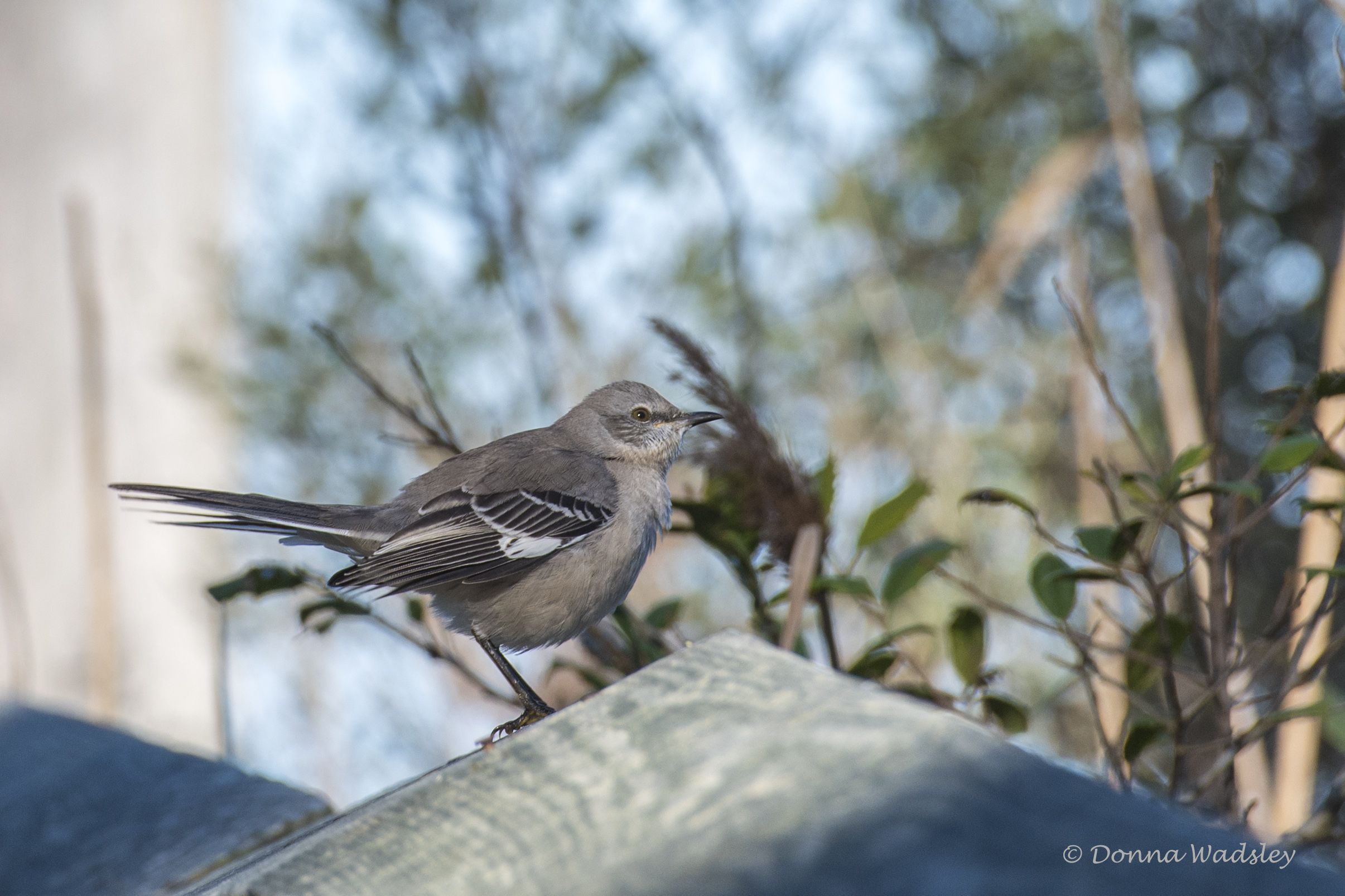DSC_7121-1 102821