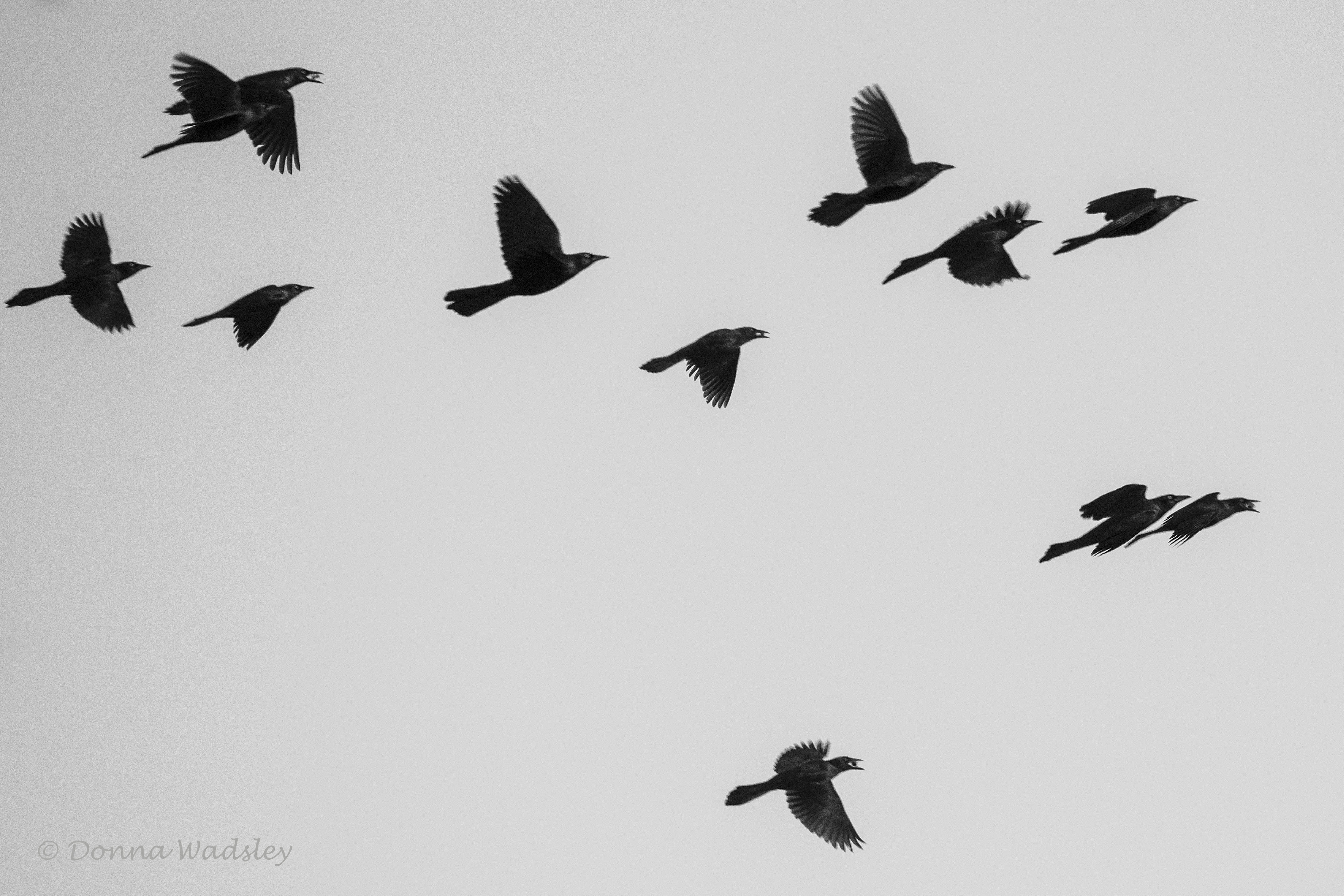 DSC_7421-1 103121