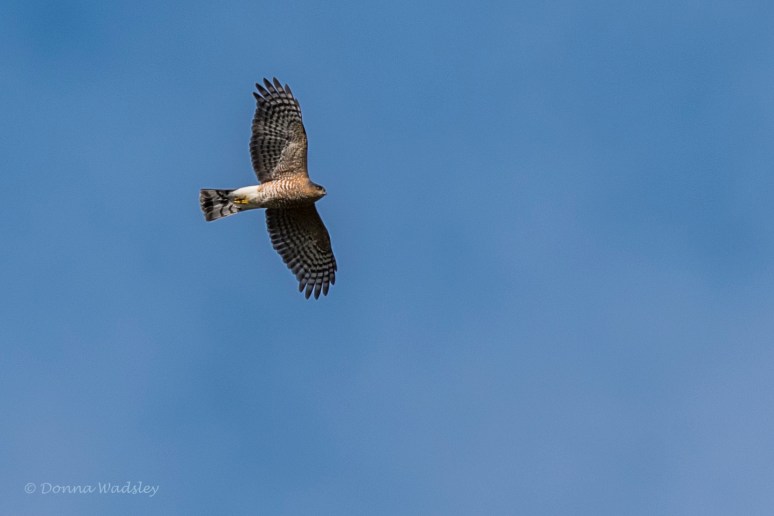 DSC_7487-1 103121 coop or shrp