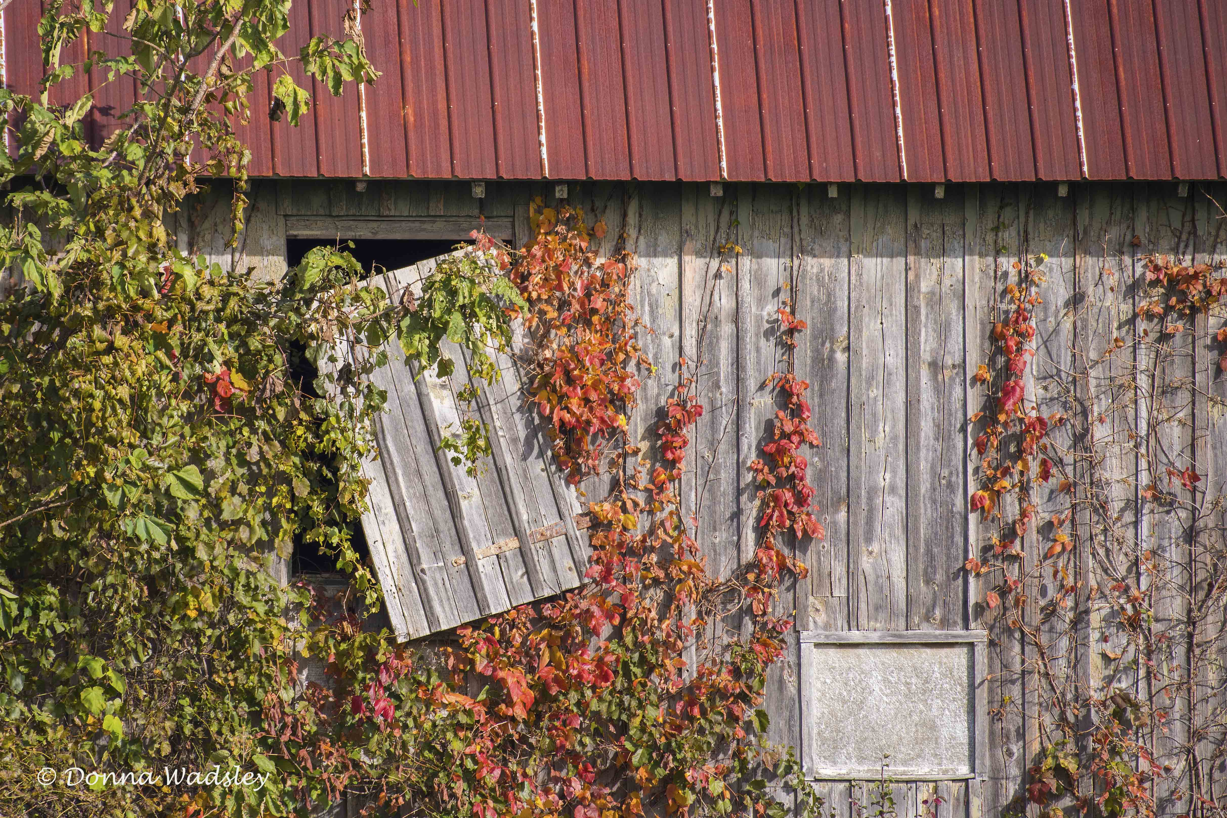 DSC_8315-1 110421