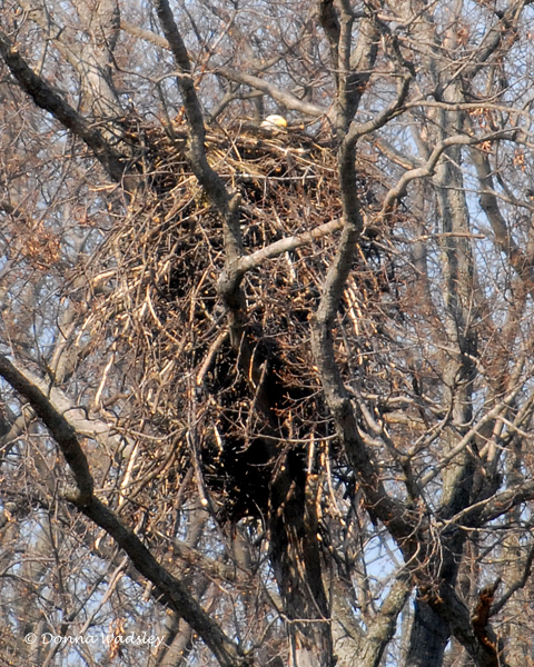 Eagle nest 2010