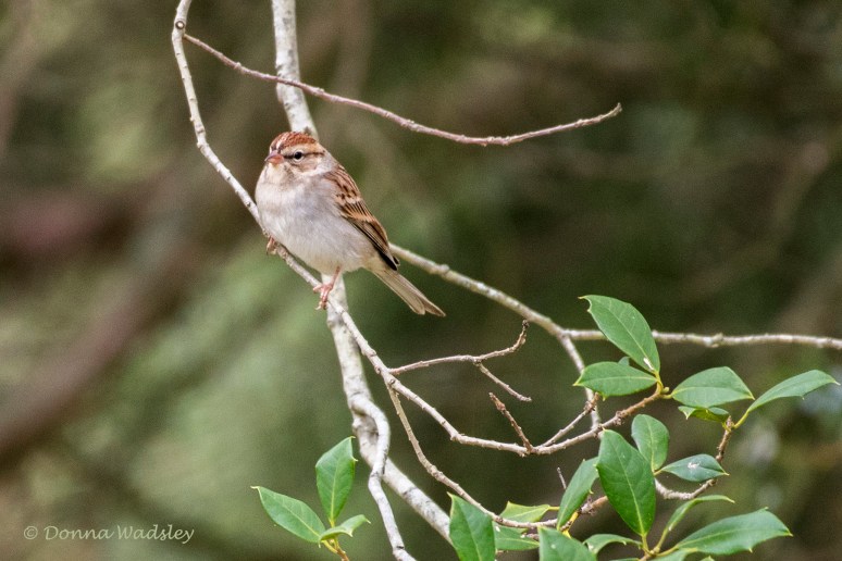 DSC_6578-1 012322 ChipSpar nonbreed immatr