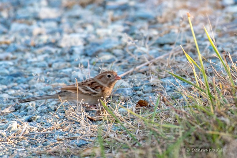 DSC_8951-1 11921field spar