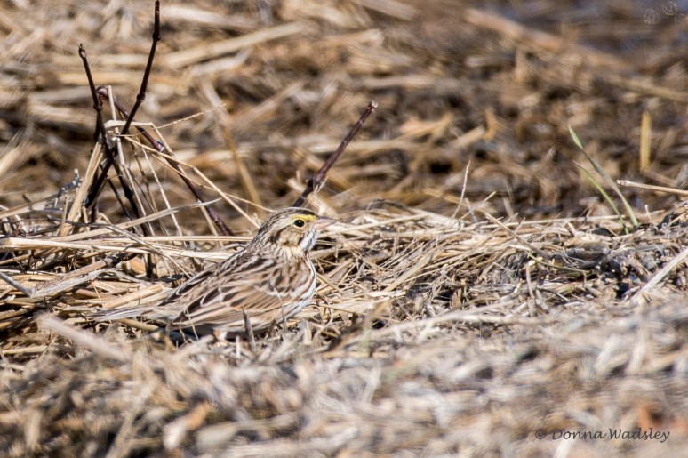 DSC_9124-1 020922 savannah