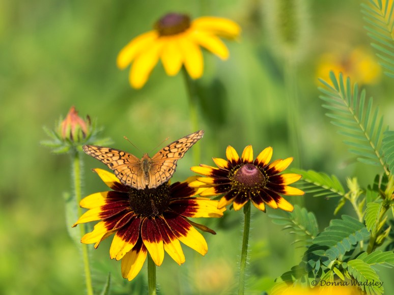 DSC_4990-1 072122 Var Fritillary
