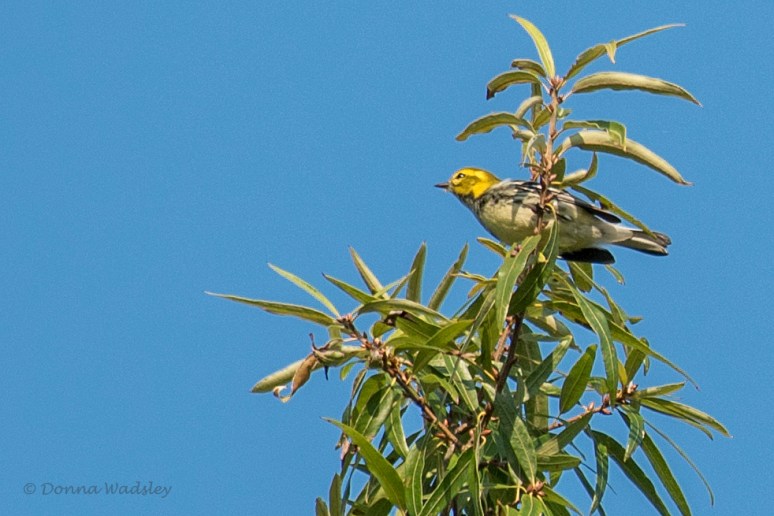 DSC_2508-1 091922 BlThroatedGreen