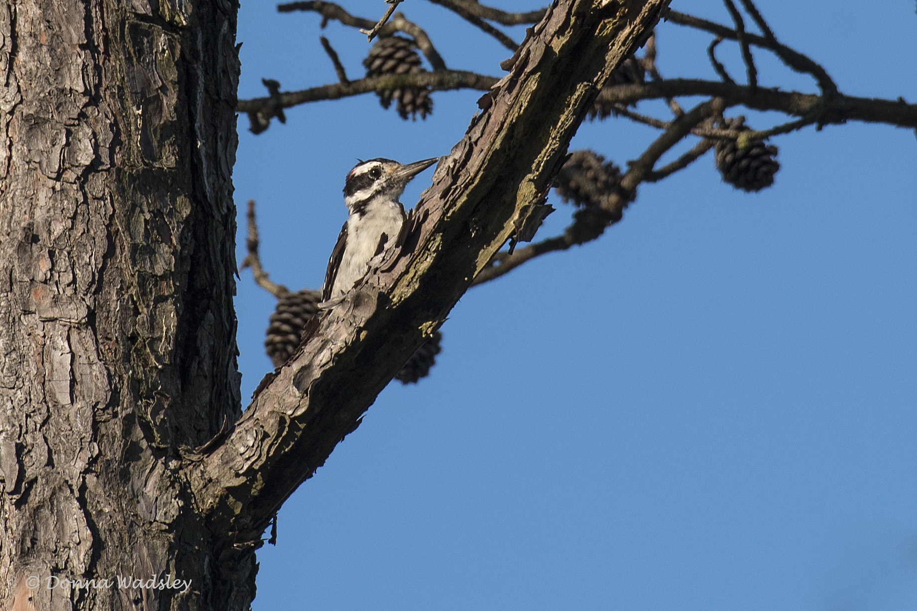DSC_8736-1 081822 hairy