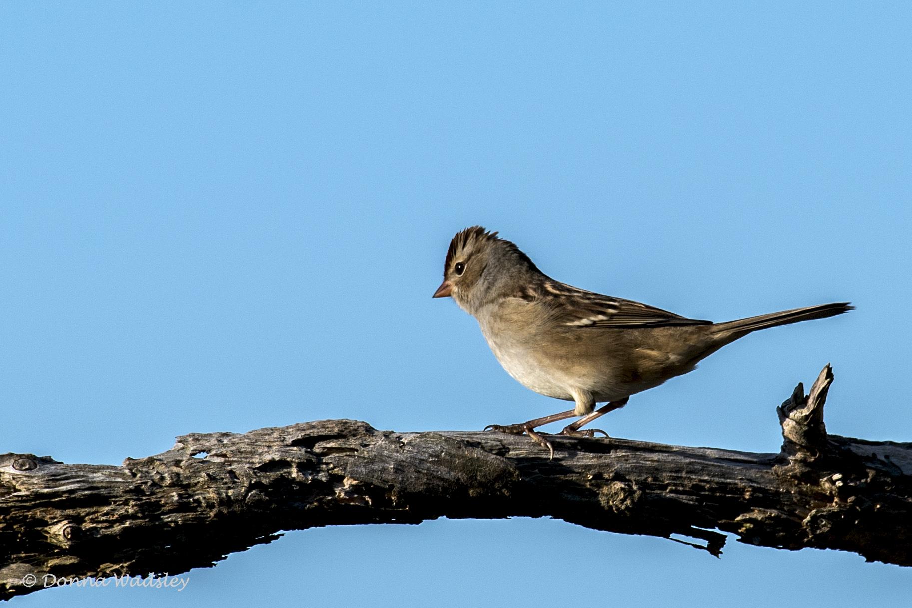 DSC_4734-1 100722 WCSp