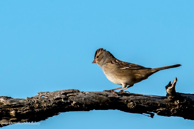 DSC_4734-1 100722 WCSp