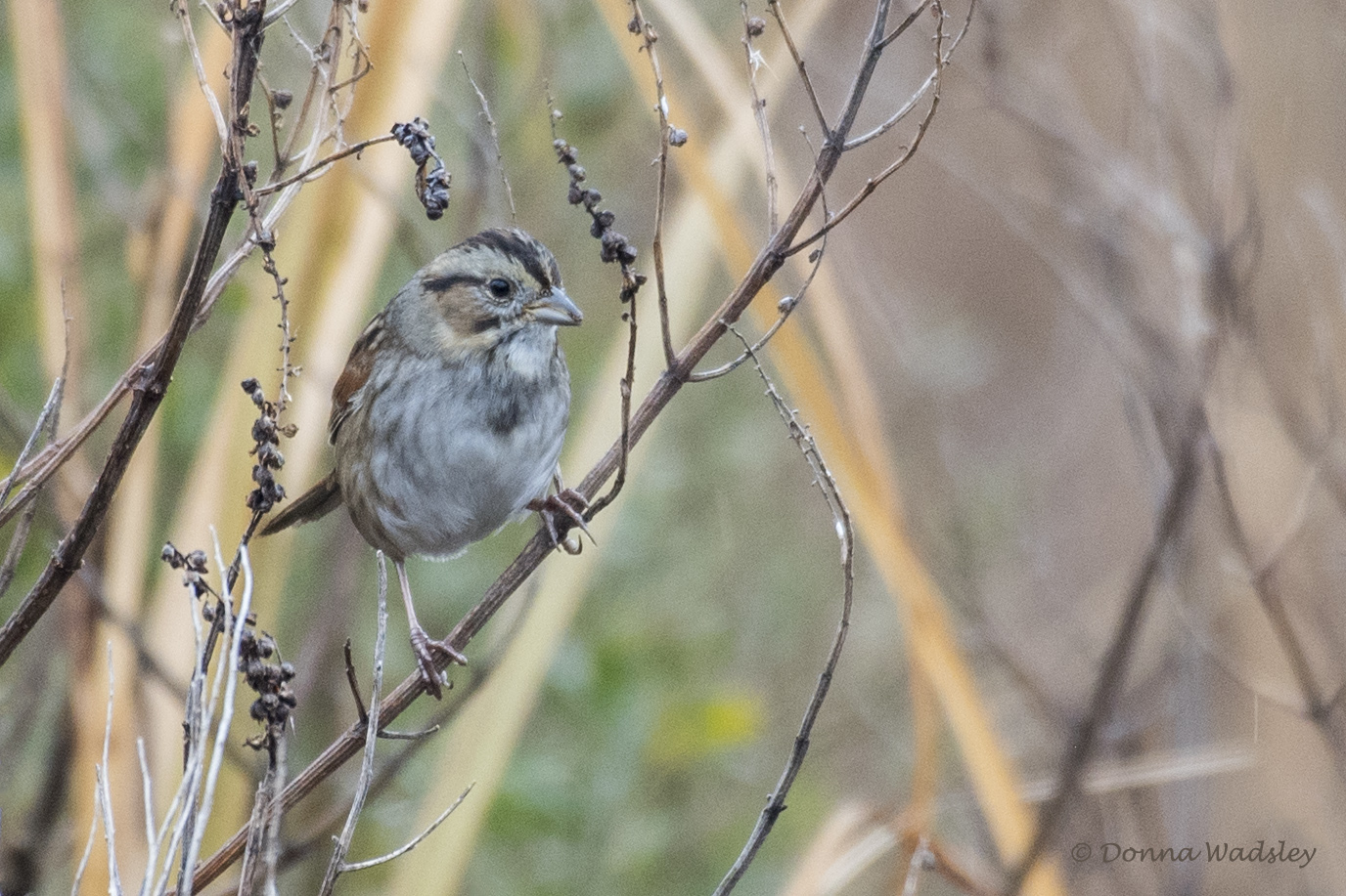 DSC_9576-1 120722SwampSpar