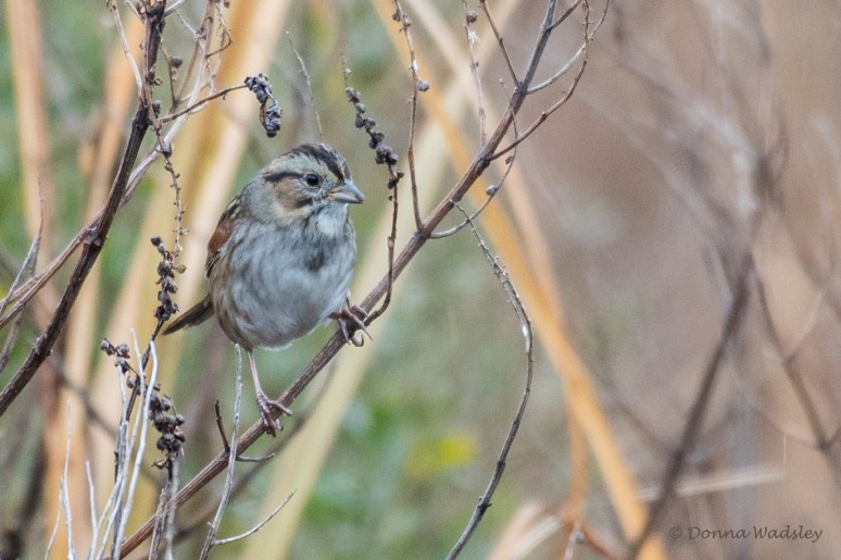 DSC_9576-1 120722SwampSpar