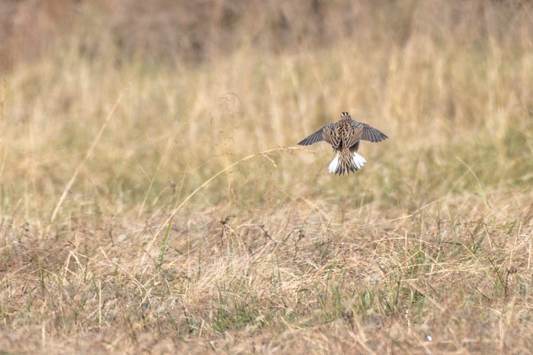 WadsleyD EMeadowlark 120522 DSC_9086