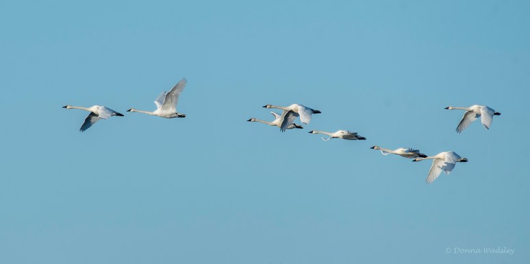 DSC_8385-1 112322