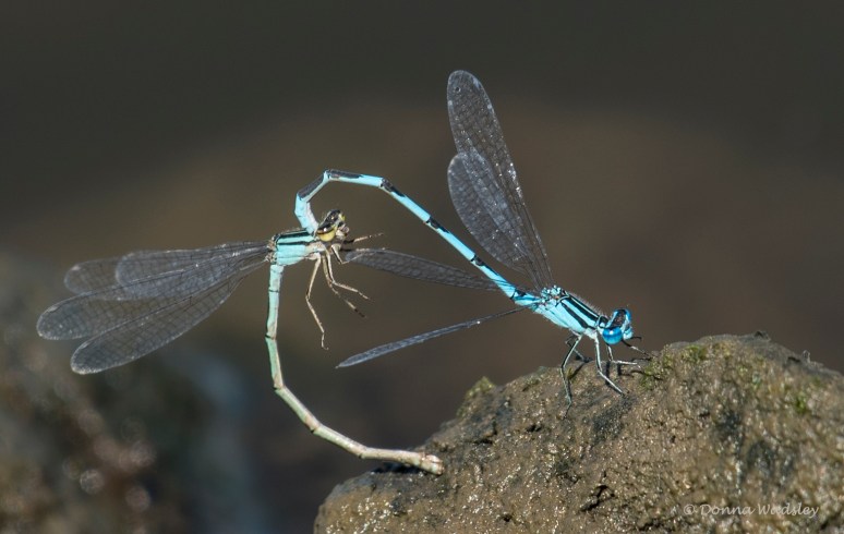 Dragonfly Familiar Bluet 071122 DSC_3625 EN