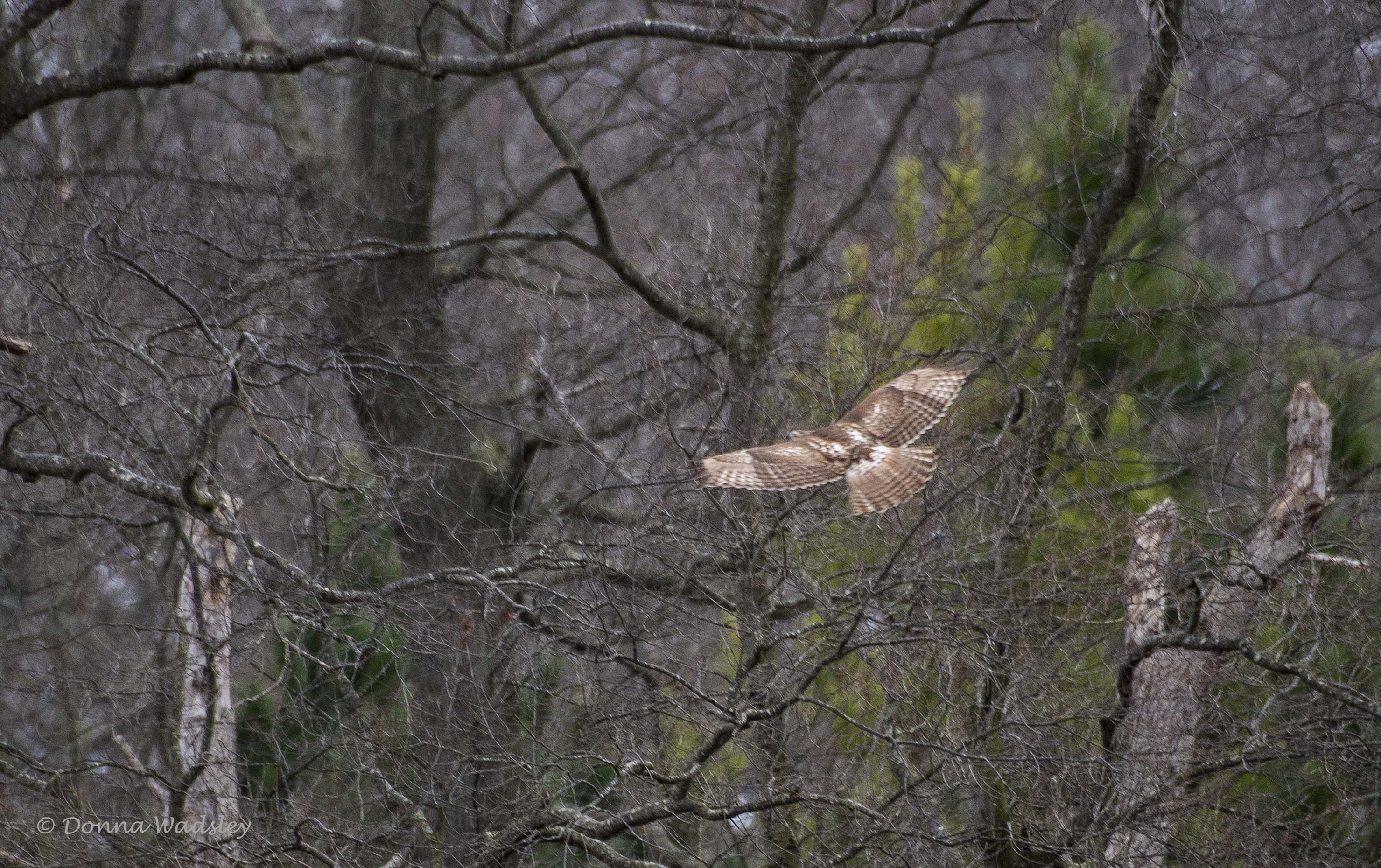 DSC_1049-1 010423 RTHA