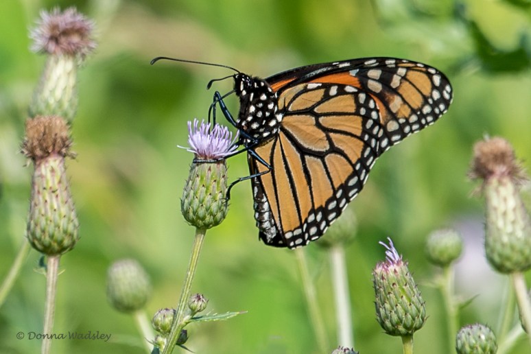 DSC_5014-1 072122 monarch