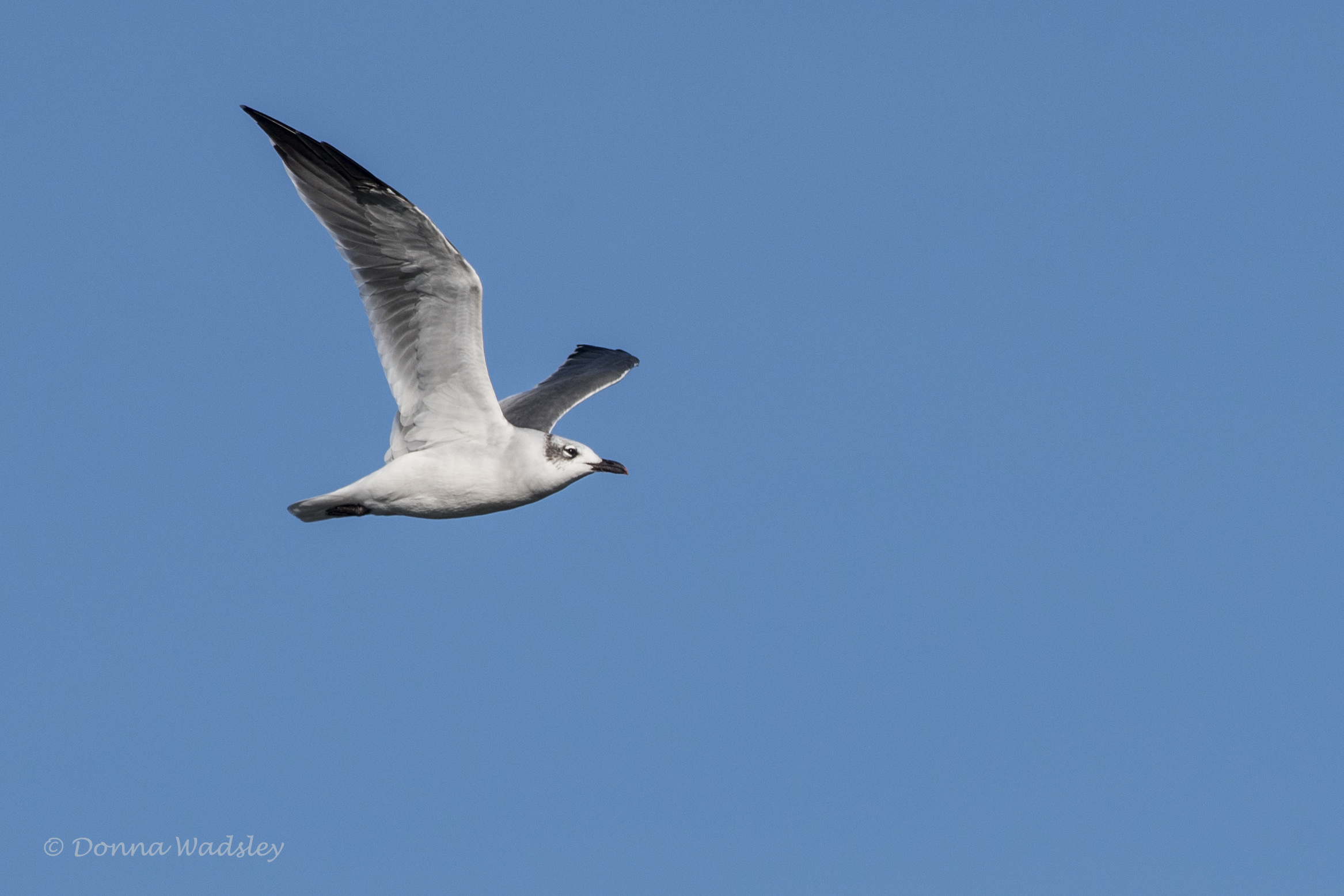 DSC_7034-1 102121 laughinggull non-breedg