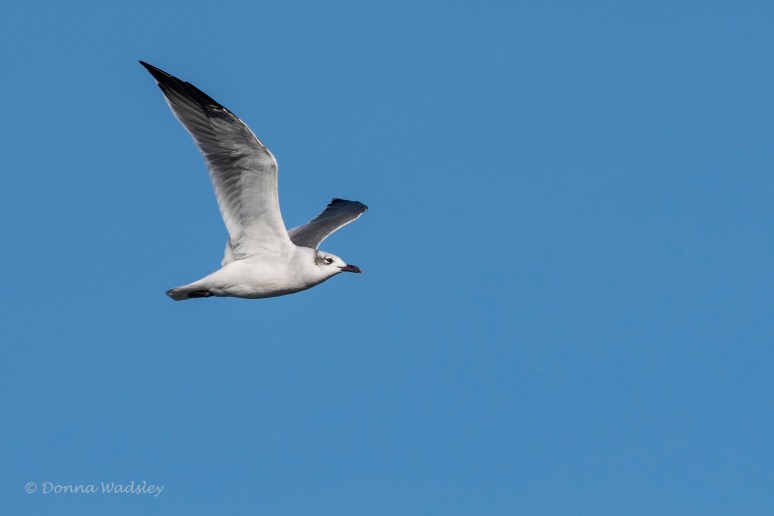DSC_7034-1 102121 laughinggull non-breedg
