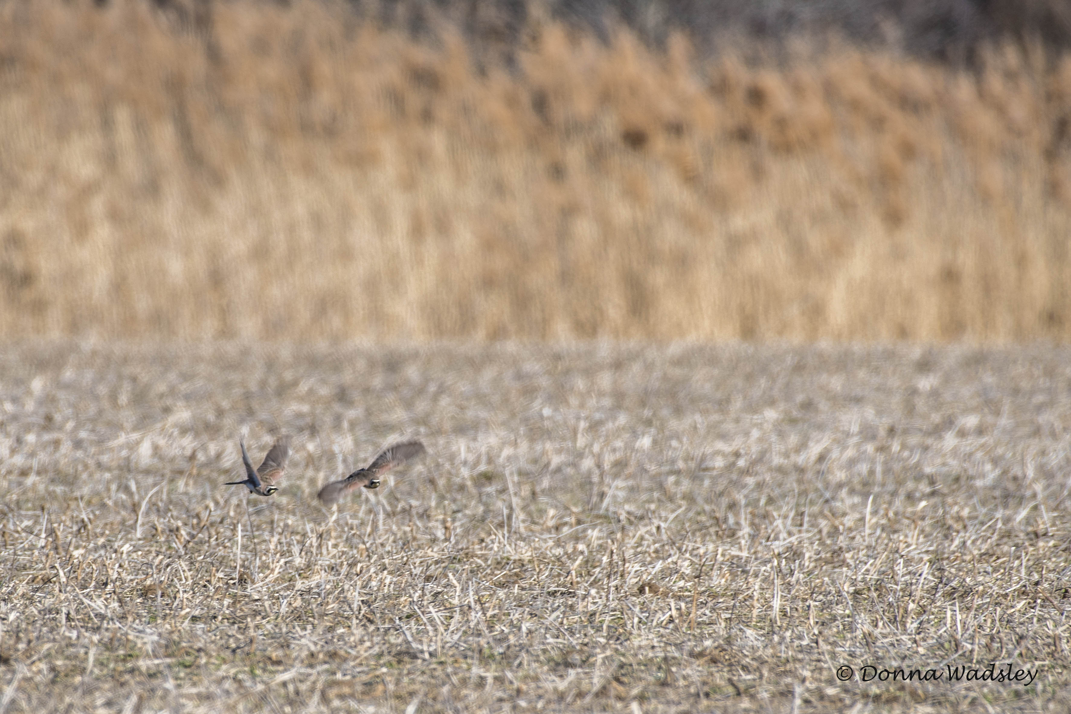 DSC_9168-1 020922 hornedlarks