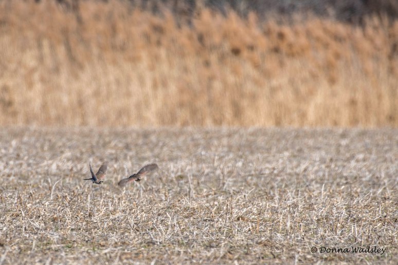 DSC_9168-1 020922 hornedlarks