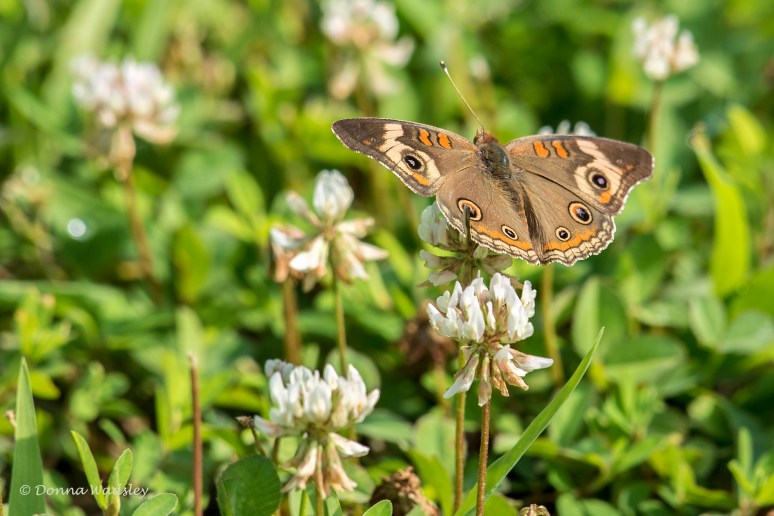 DSC_4926-1 072122 Common Buckeye