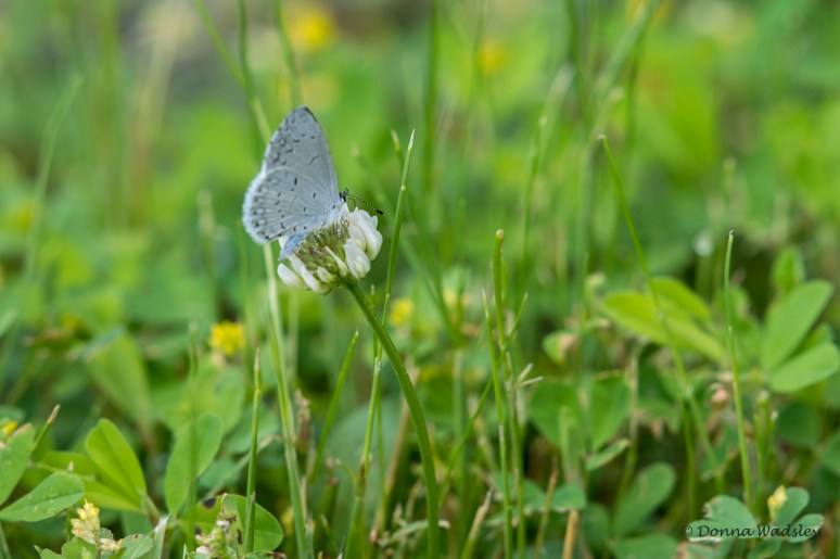 DSC_1147-1 060322 Summer Azure